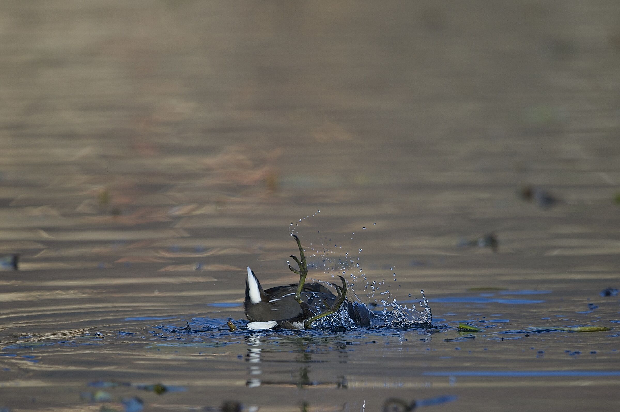 water gallinule...