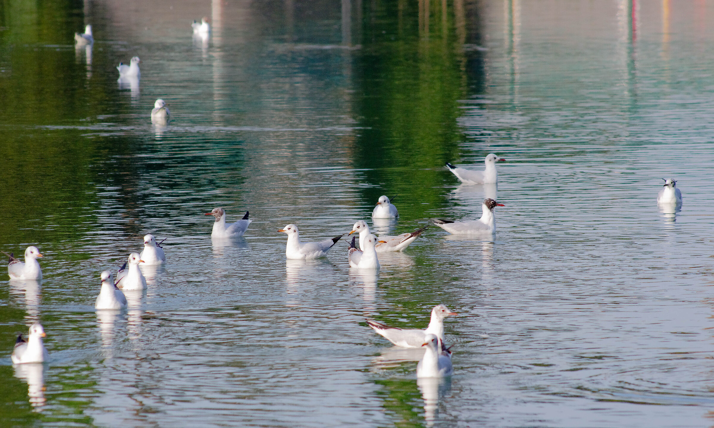 Ducks at the pond of Villa Ada...