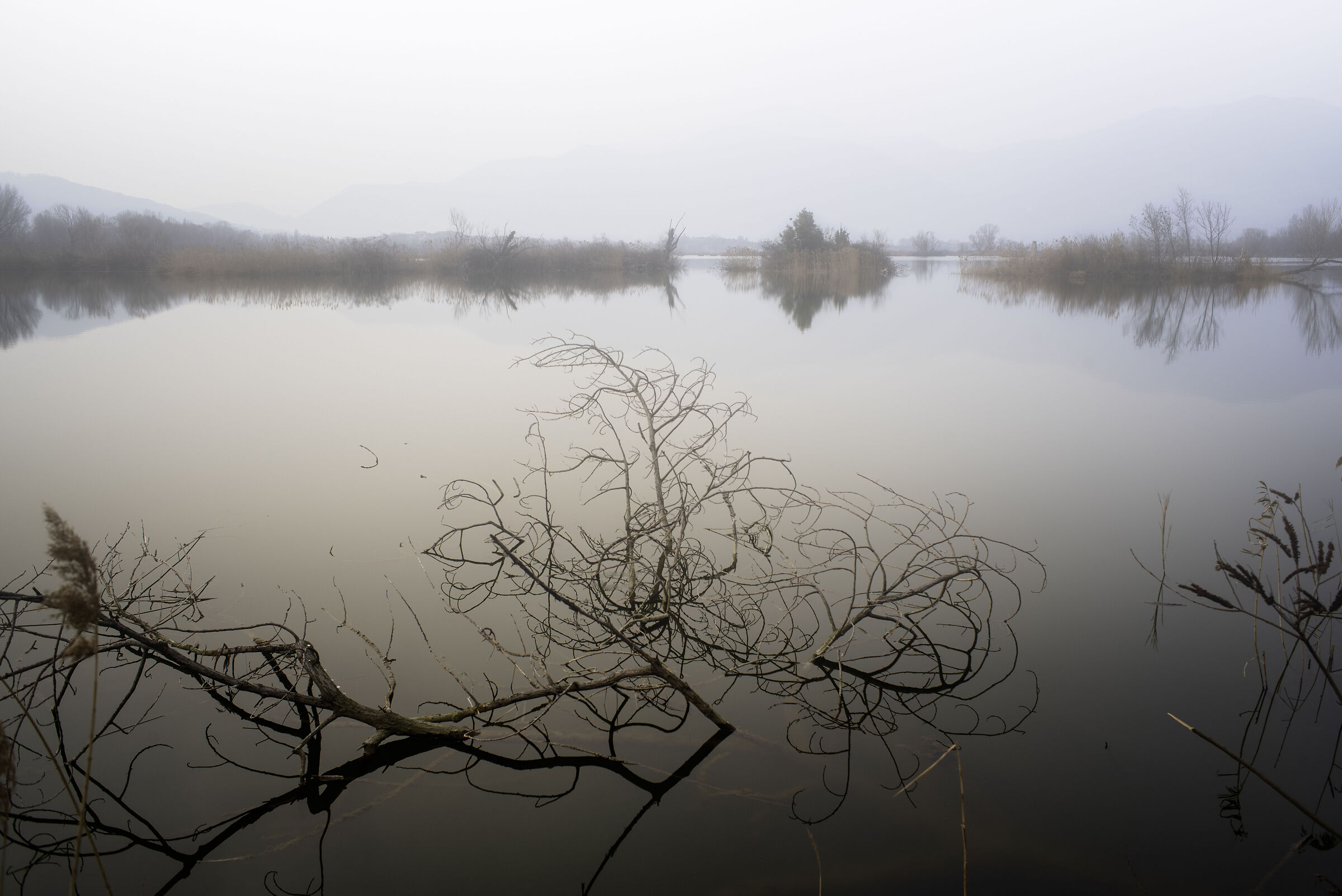 a foggy day at the peat bogs of Iseo...