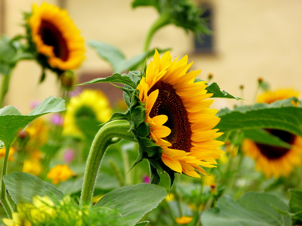 Sunflowers (Reichenau Island)...