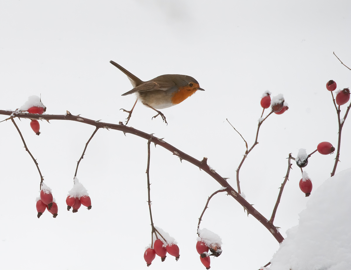 Robin on the march...