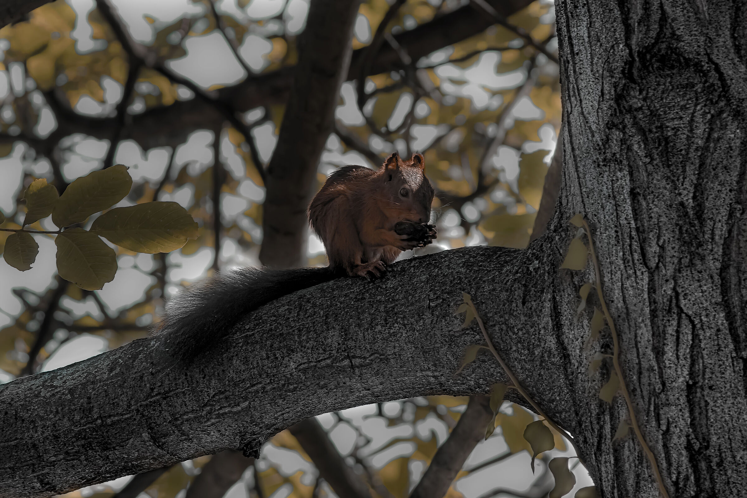 rosicon squirrel...
