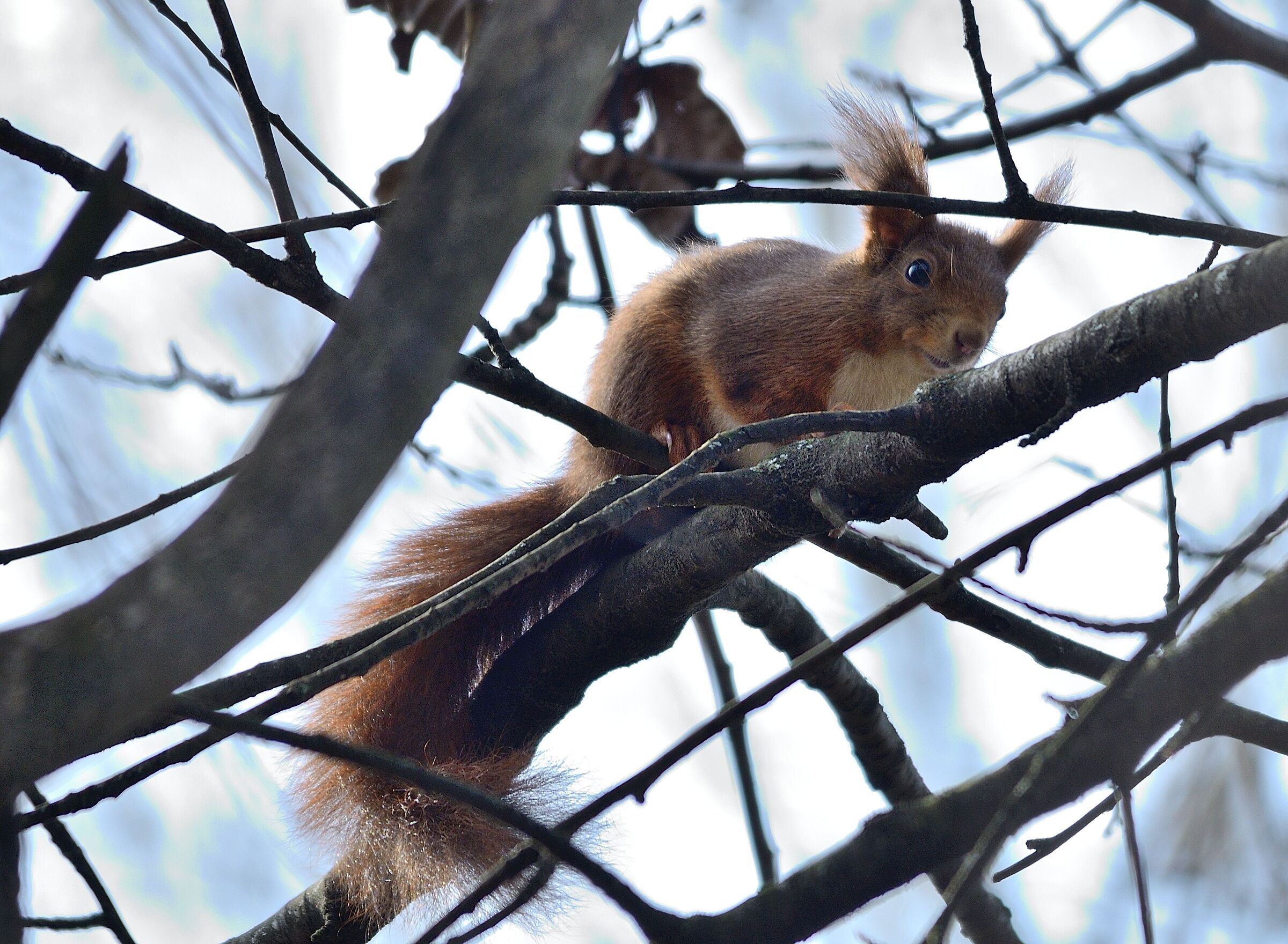 Red squirrel ...