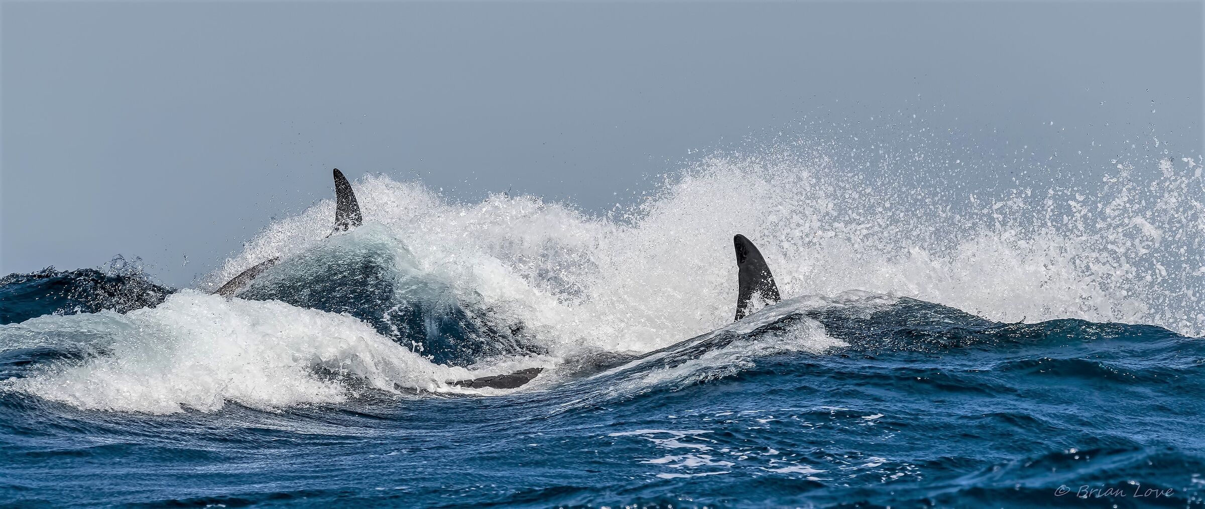 Killer Whales Hunting...
