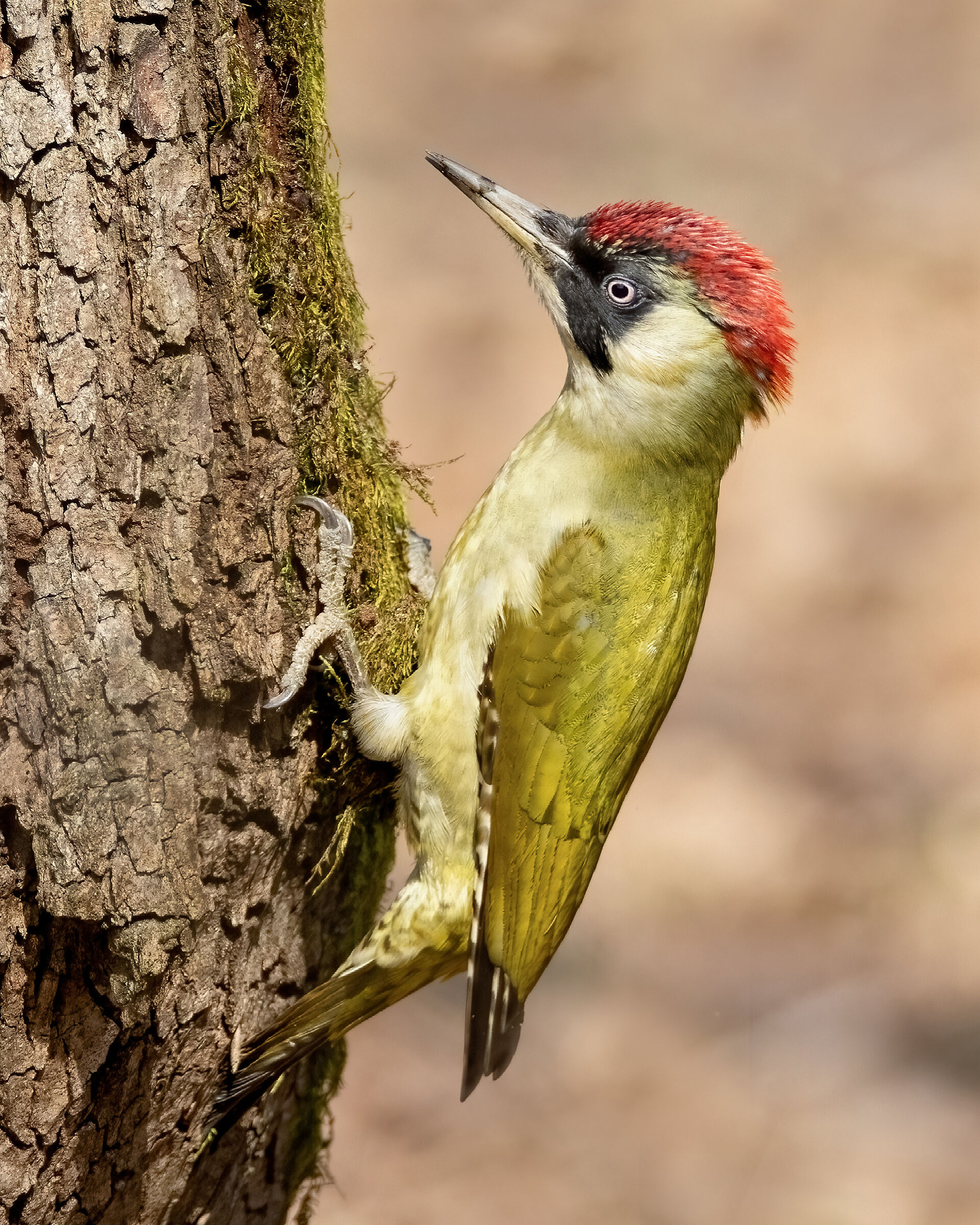 Green Woodpecker female....