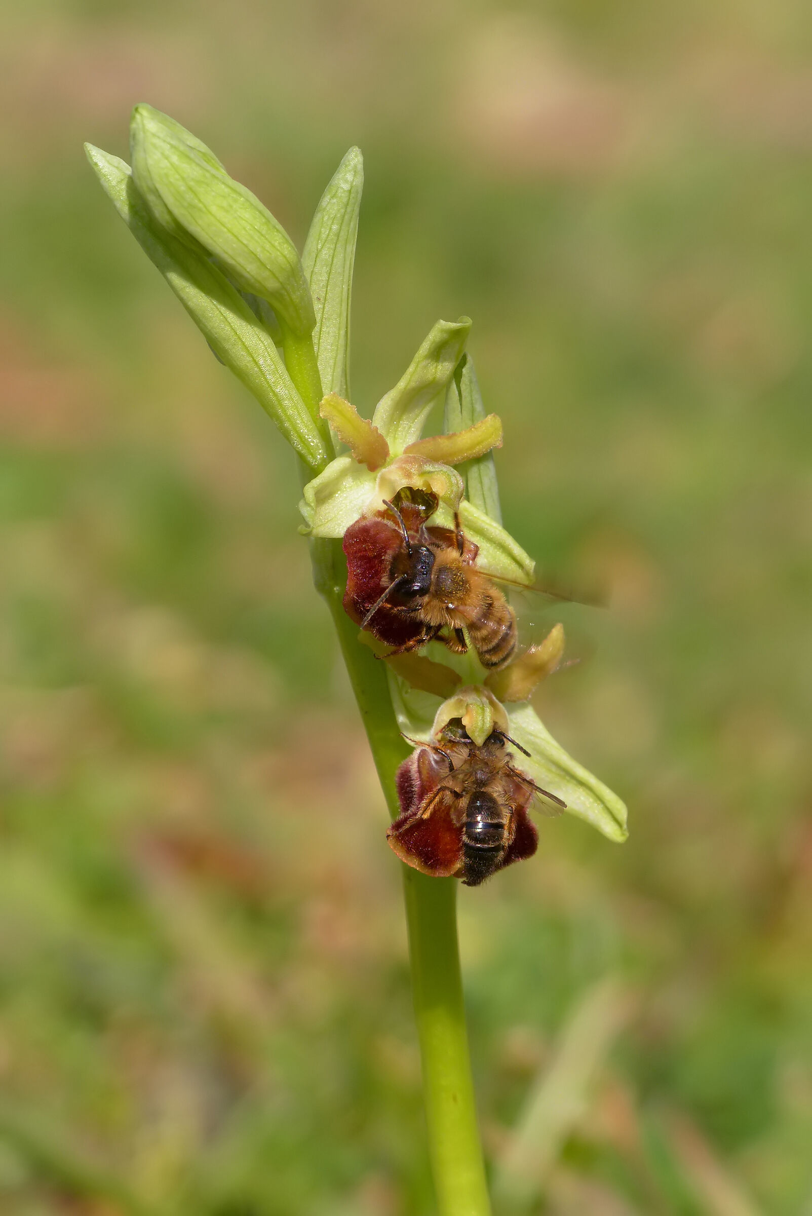 Ophrys sphegodes subsp. Classic...