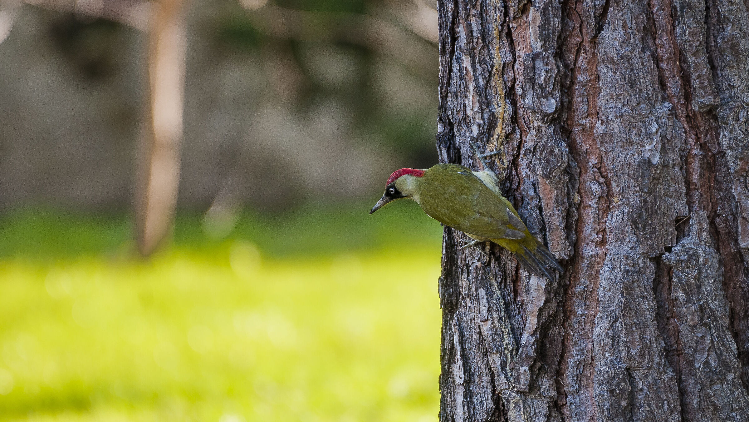 green woodpecker...