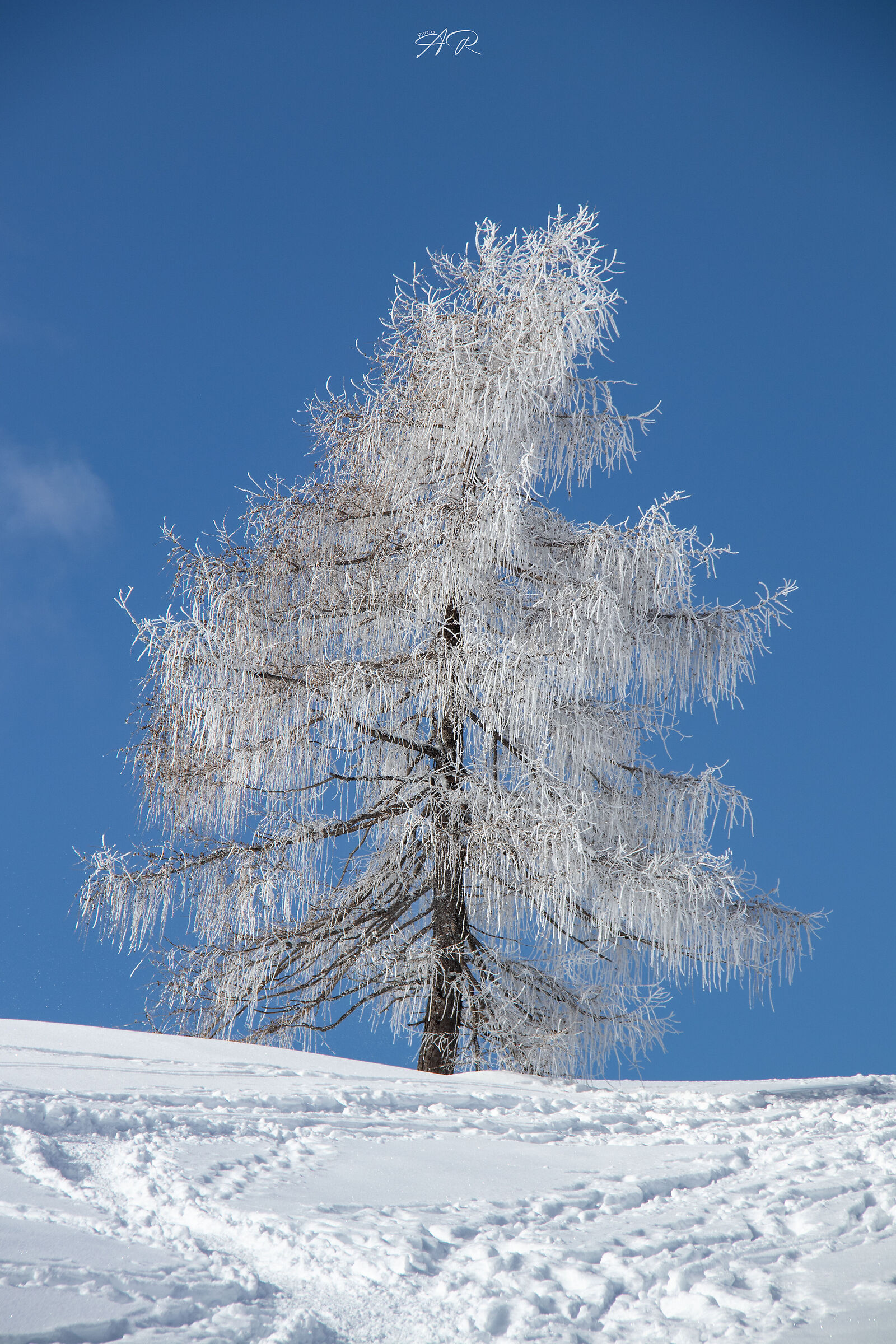 Ice Tree...
