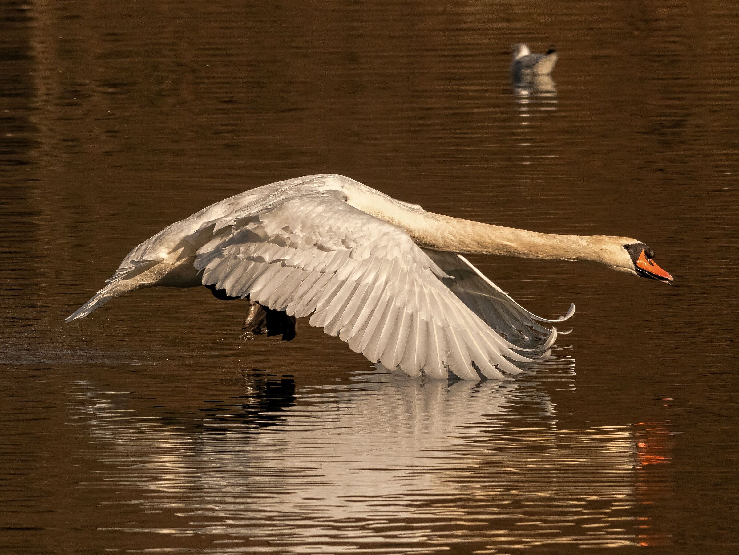Royal Swan flying over the Adda River 25/02/2021...