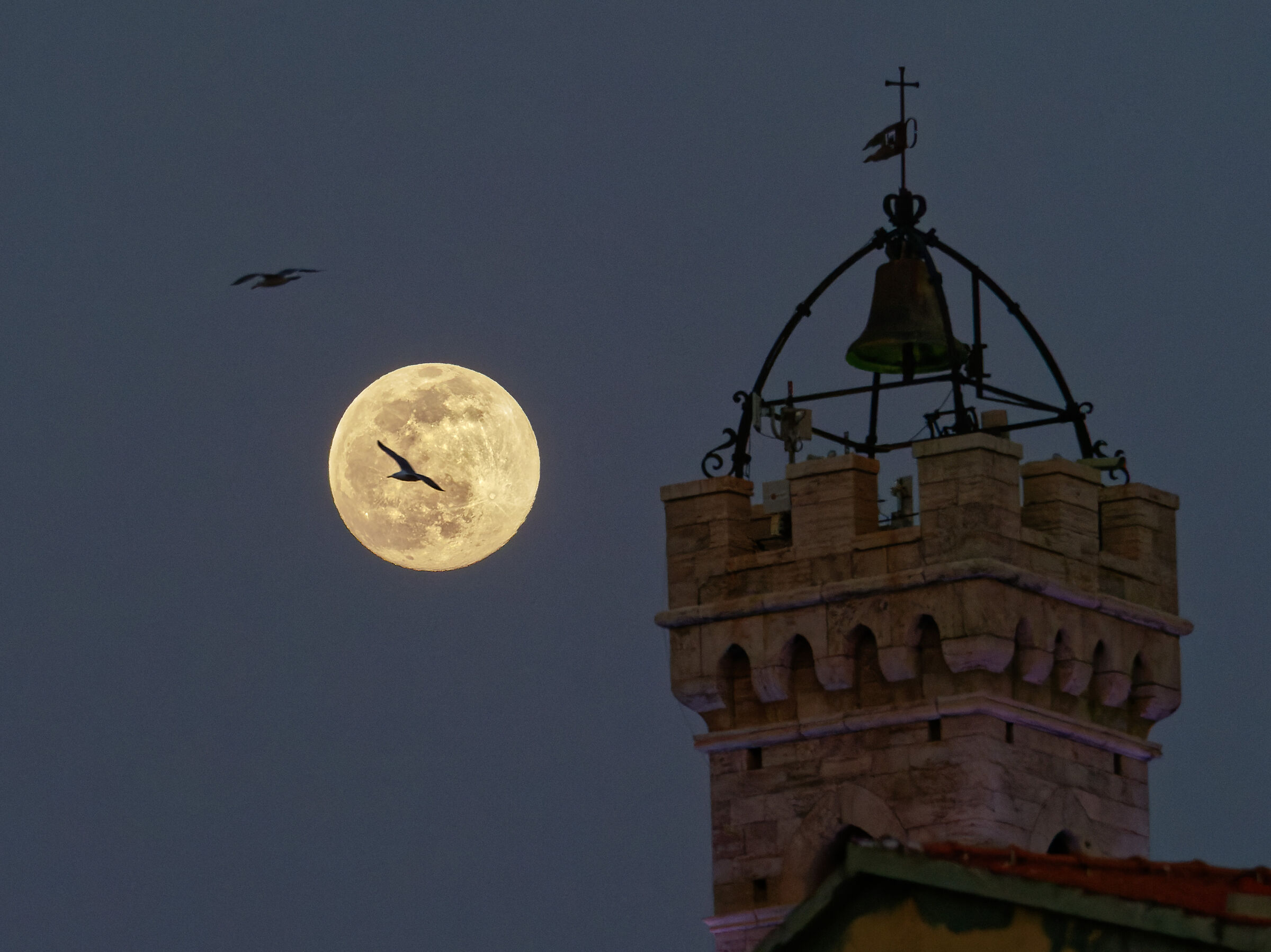 The Seagull and the Moon...