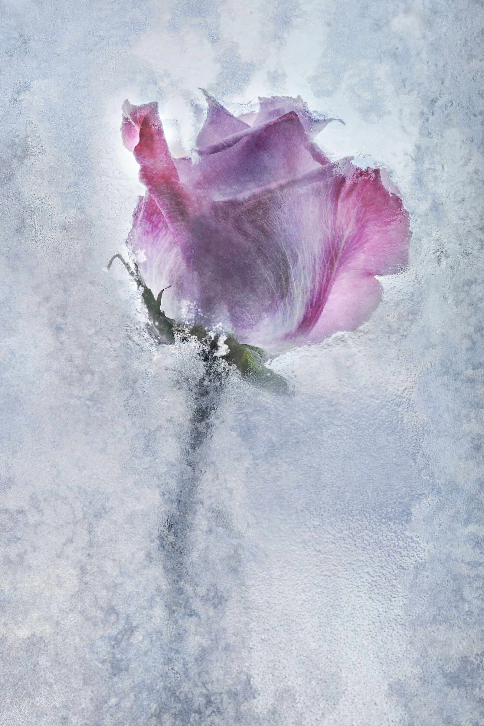 Frozen rose...