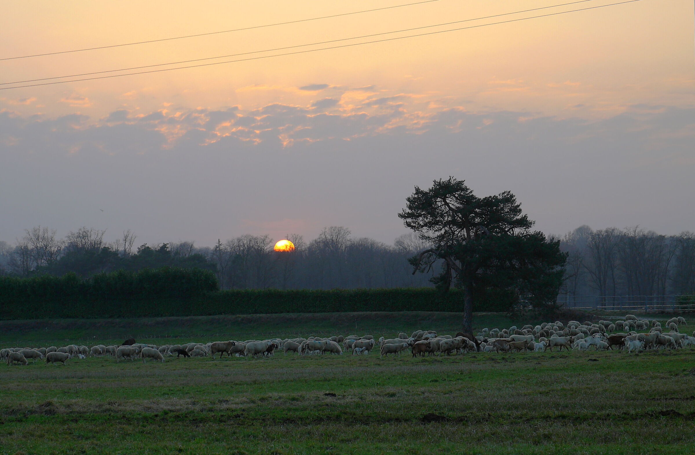sheeps at sunset...