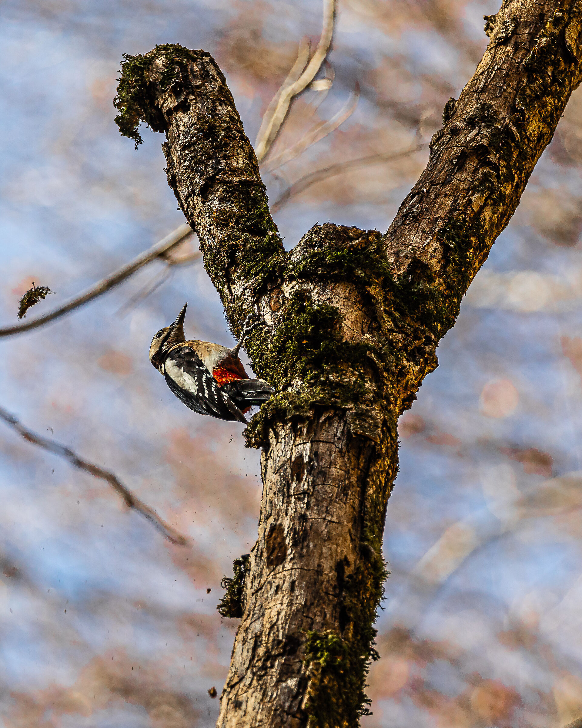 Red woodpecker...