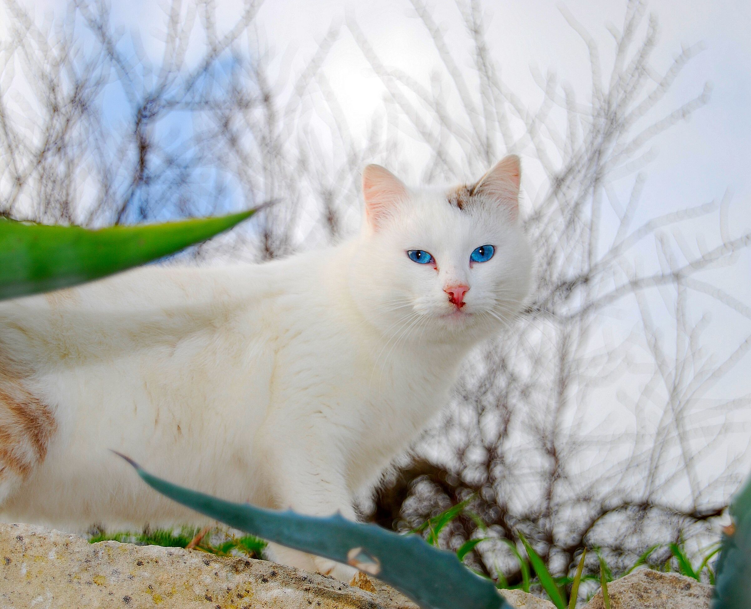 Blue eyes cat...