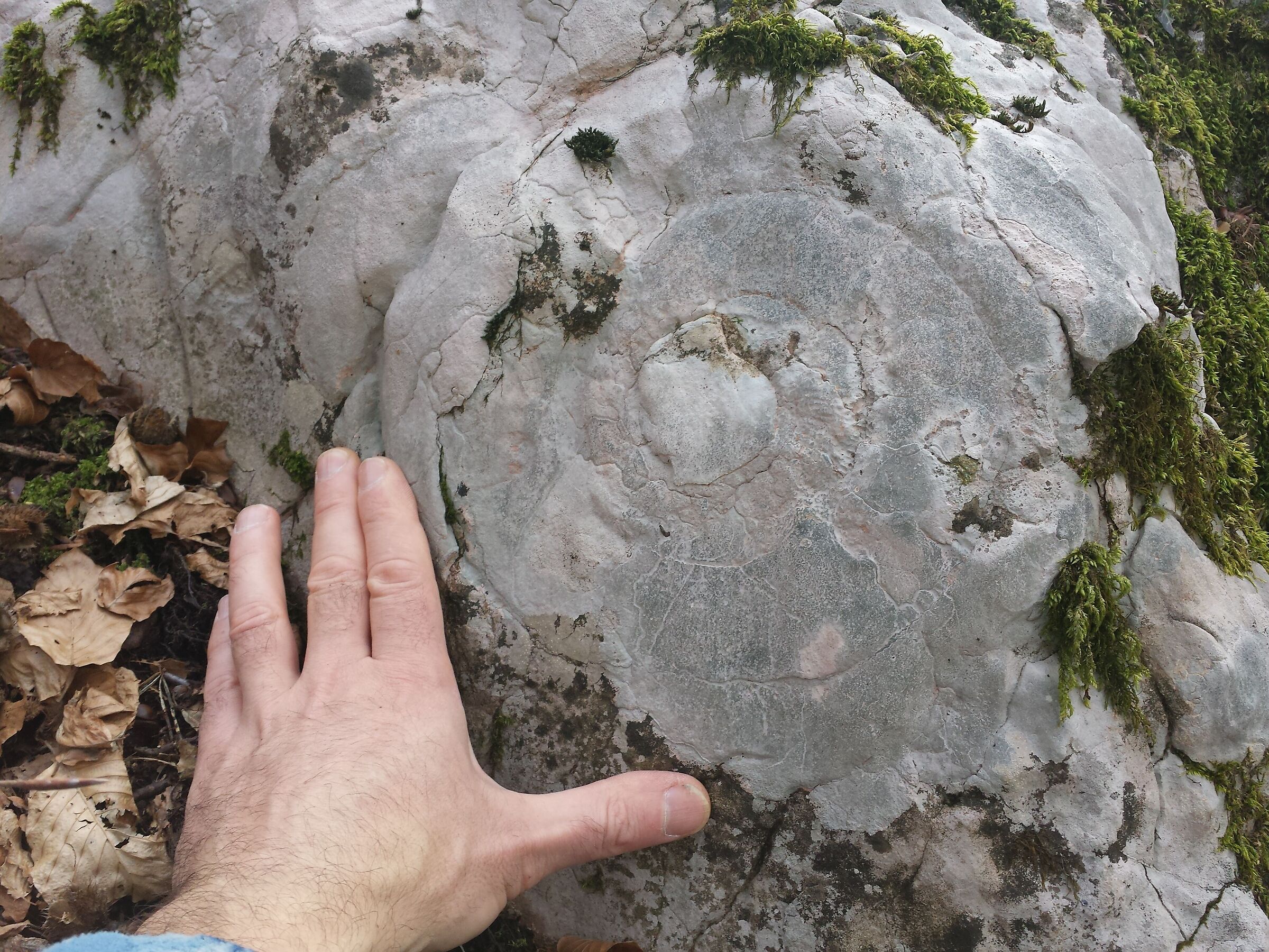 Fossil Ammonite in bosco_Comano Terme...