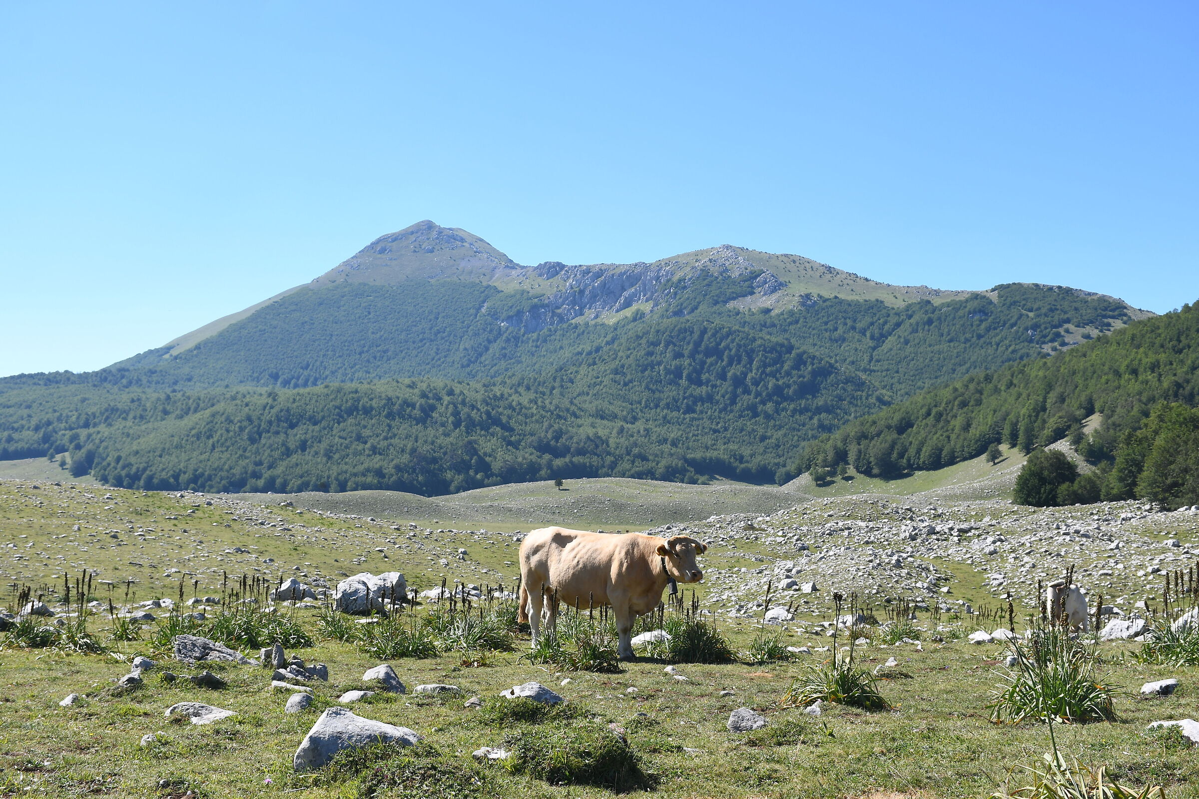 Serra Dolcedorme (Pollino Massif)...