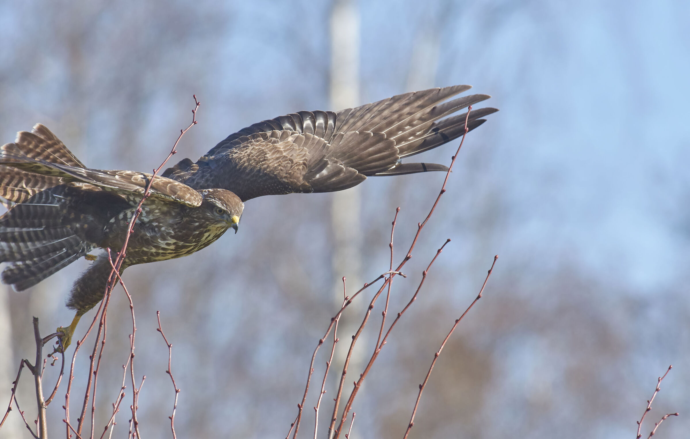 European common Buzzard (Buteo buteo) close...