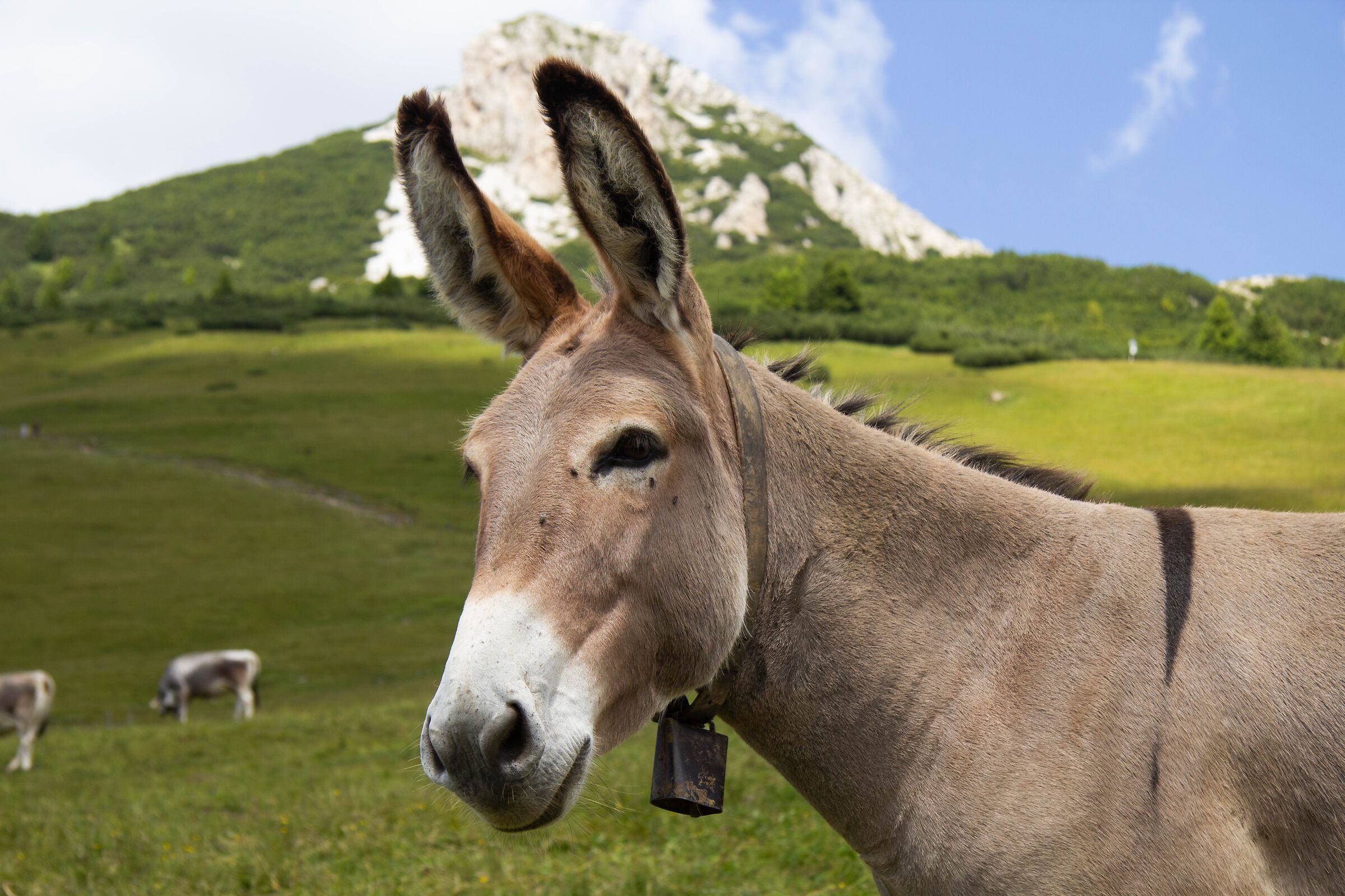 Donkey at Passo Oclini...