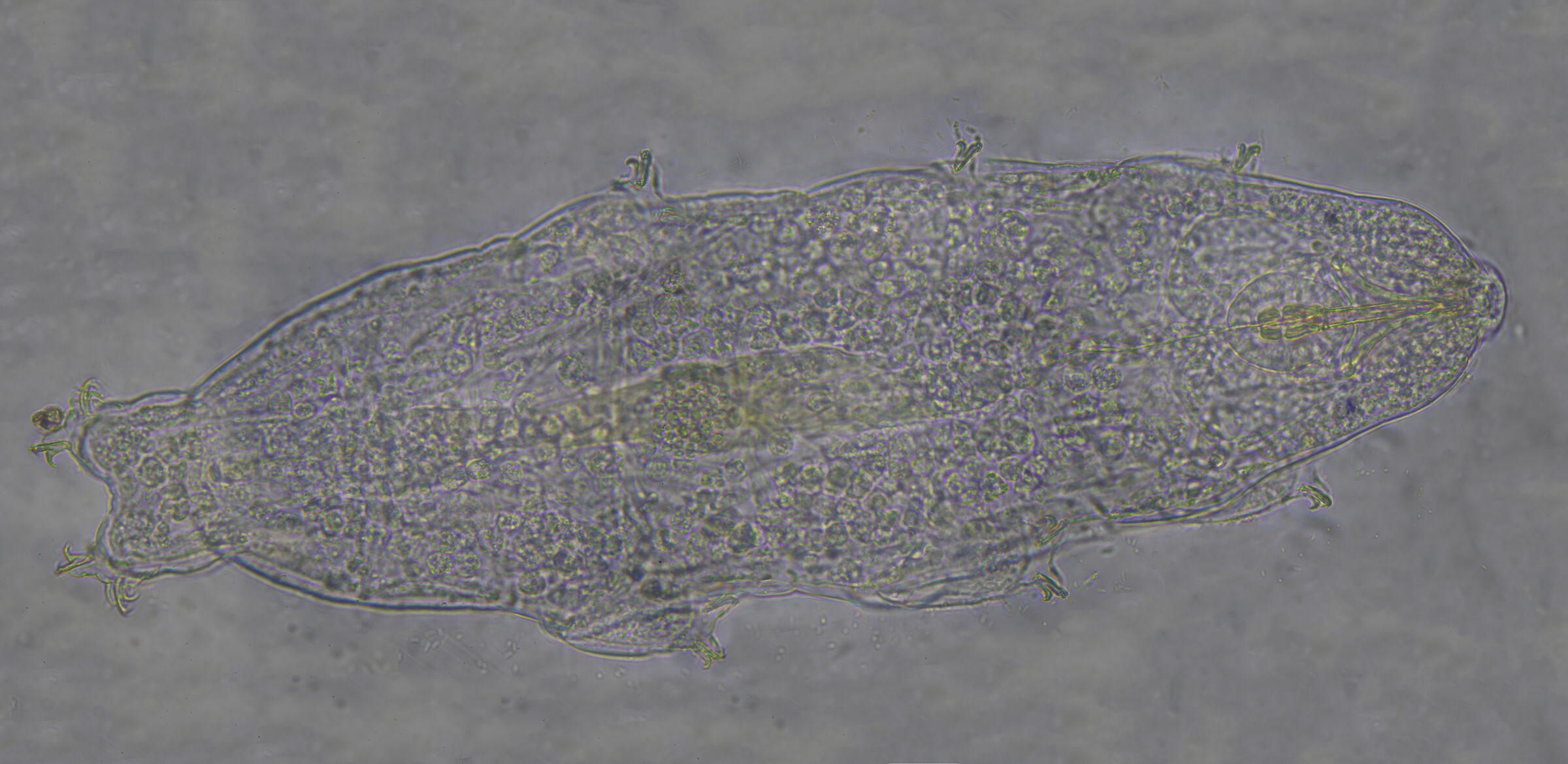 Female macrobiotus with egg inside...