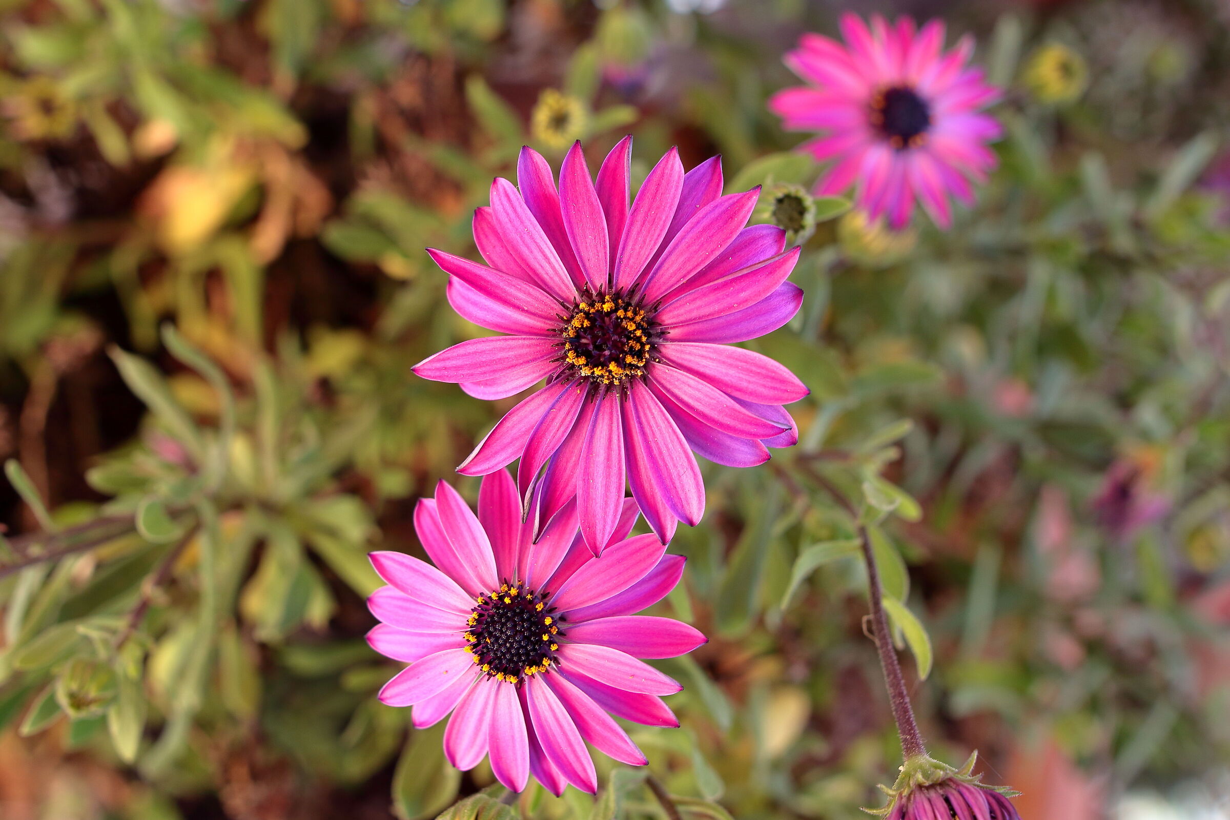 These African daisies are becoming more and more beautiful...