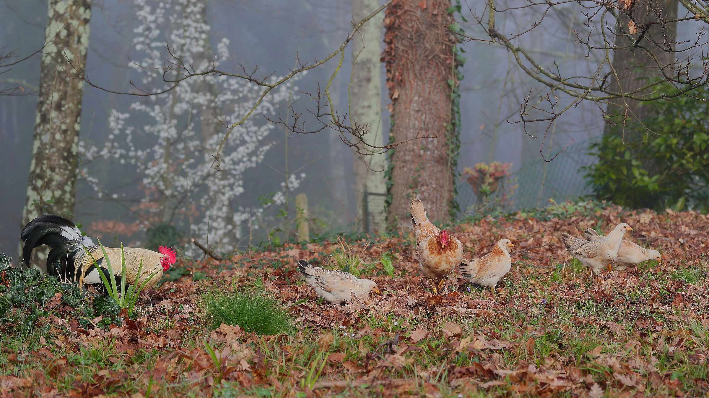 Famigliola avicola: 4 pulcini sopravvissuti...