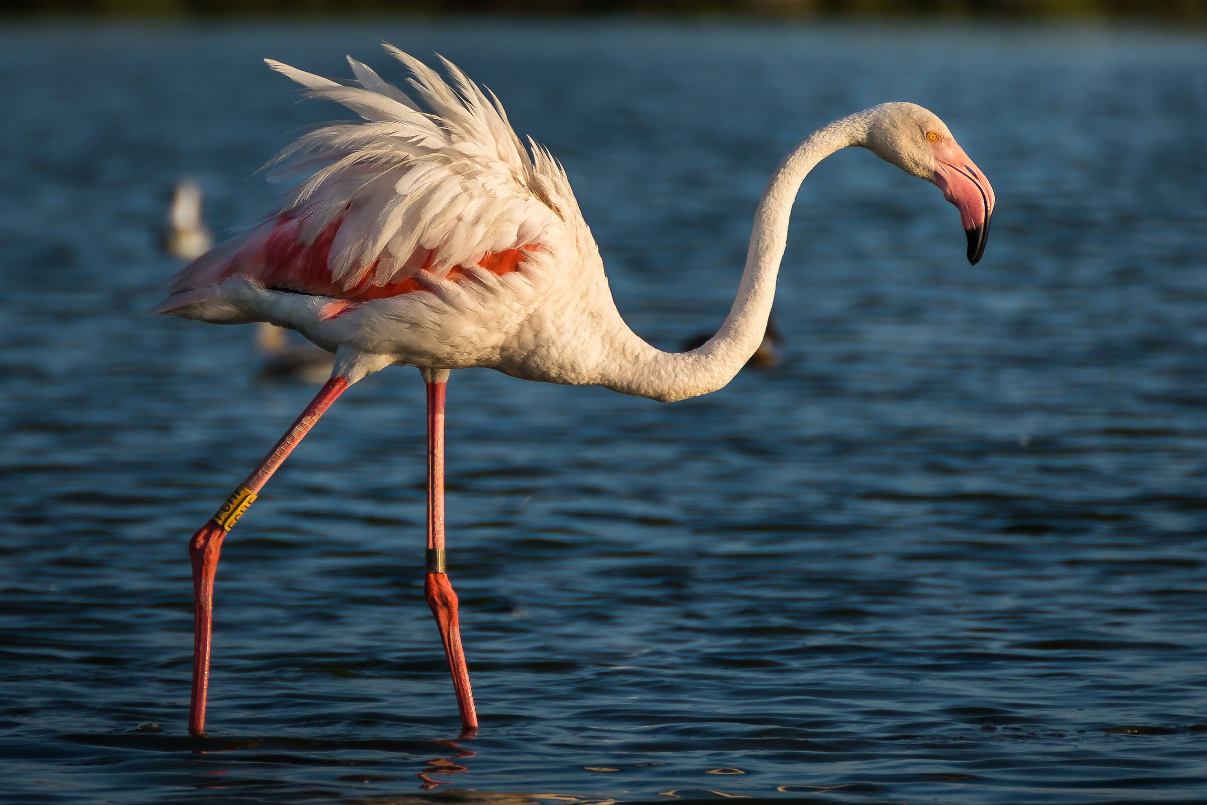 Pink Flamingo 1...