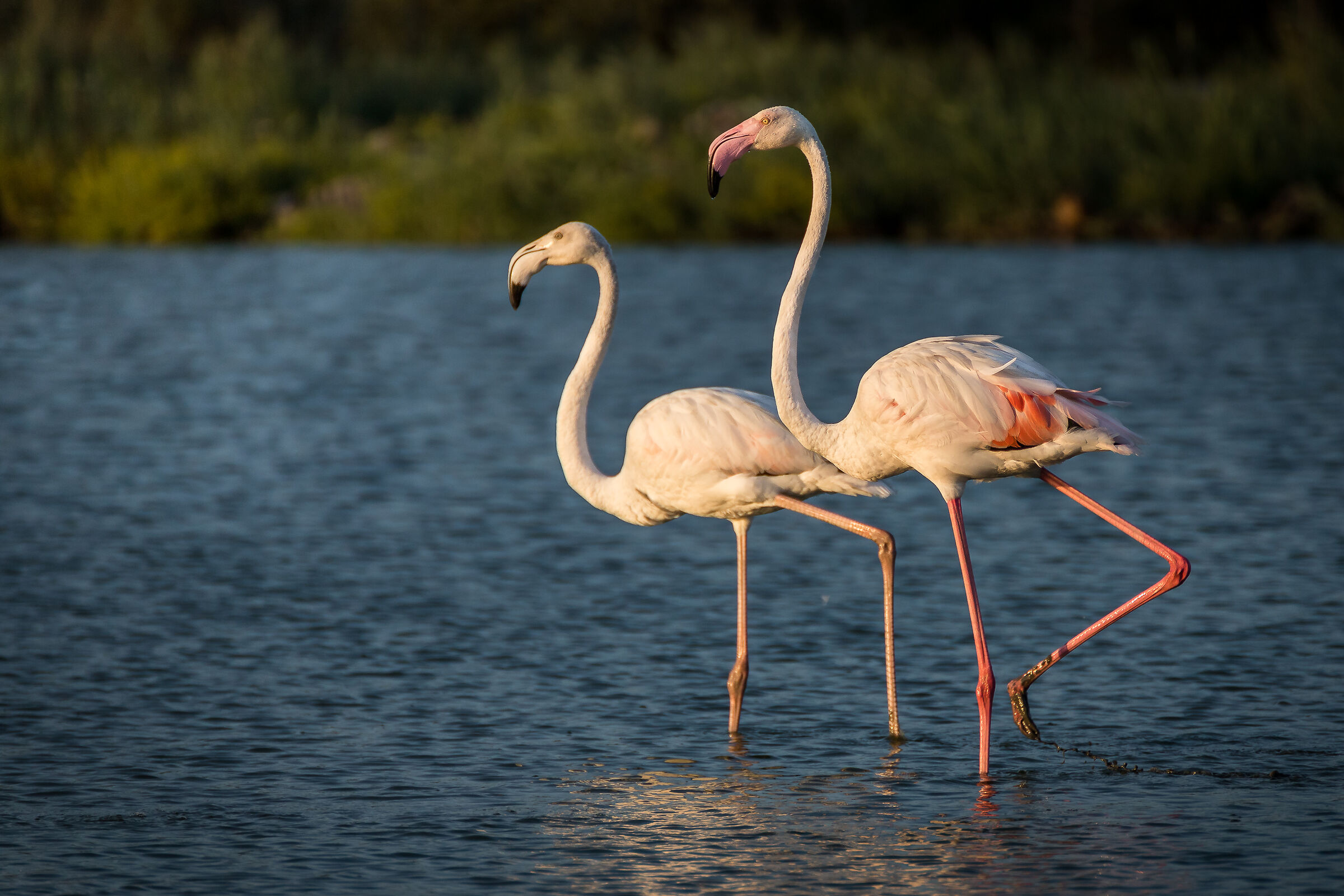Pair of Pink Flamingos...