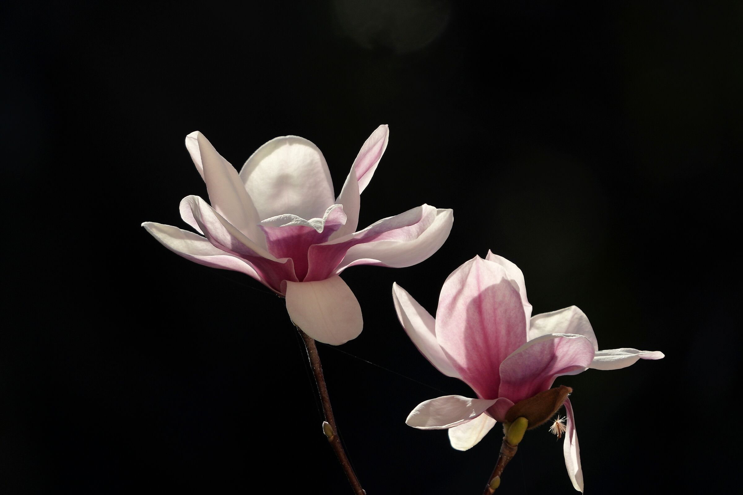 Magnolia Soulangeana or Japanese...