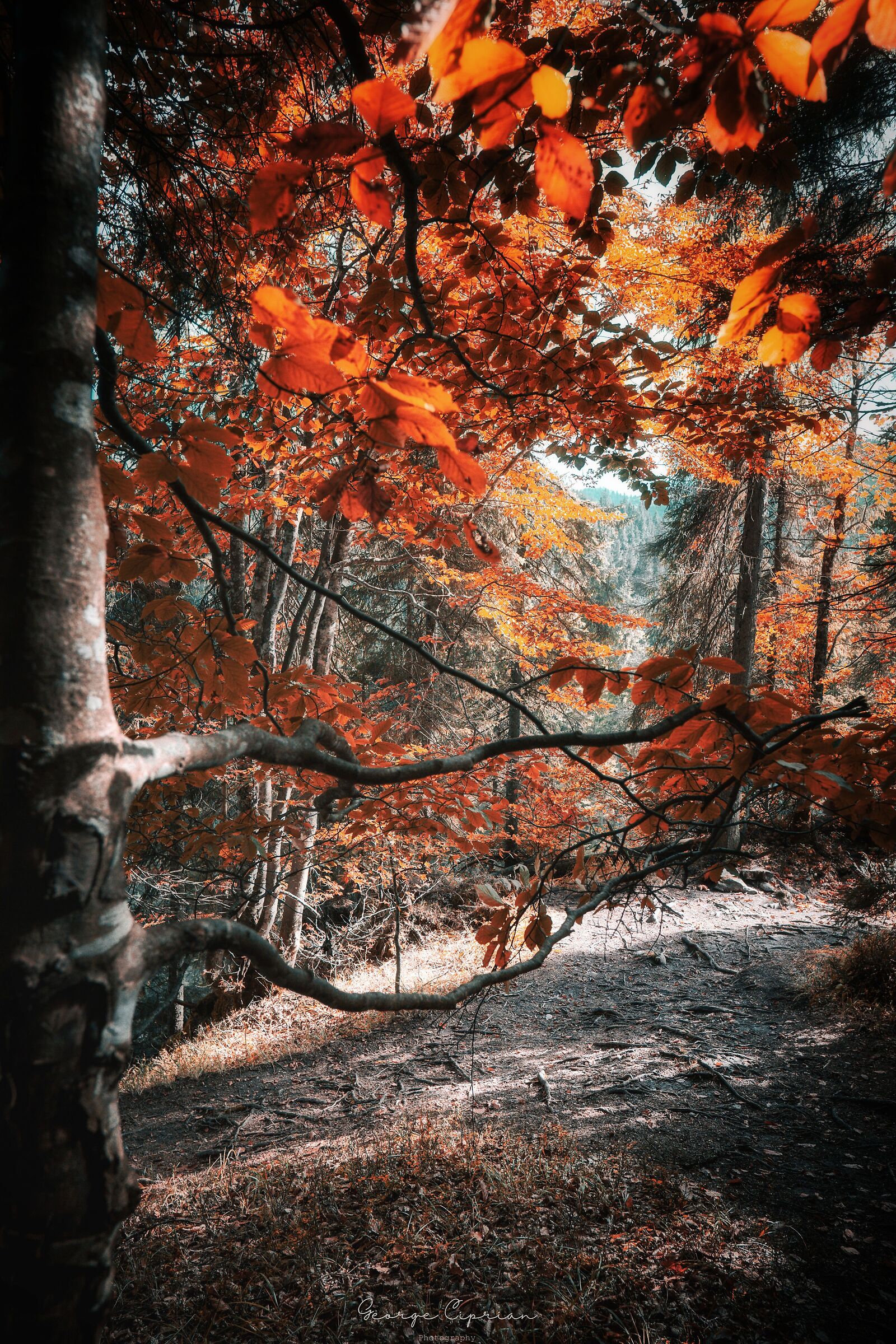 Hidden Autumn...
