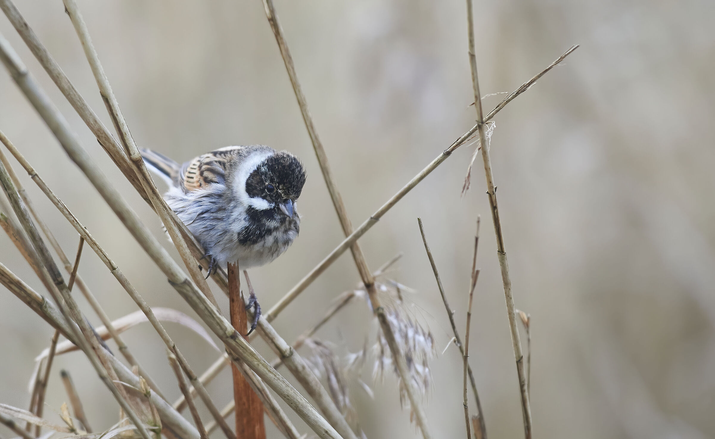 Reed Bunting very early morning...