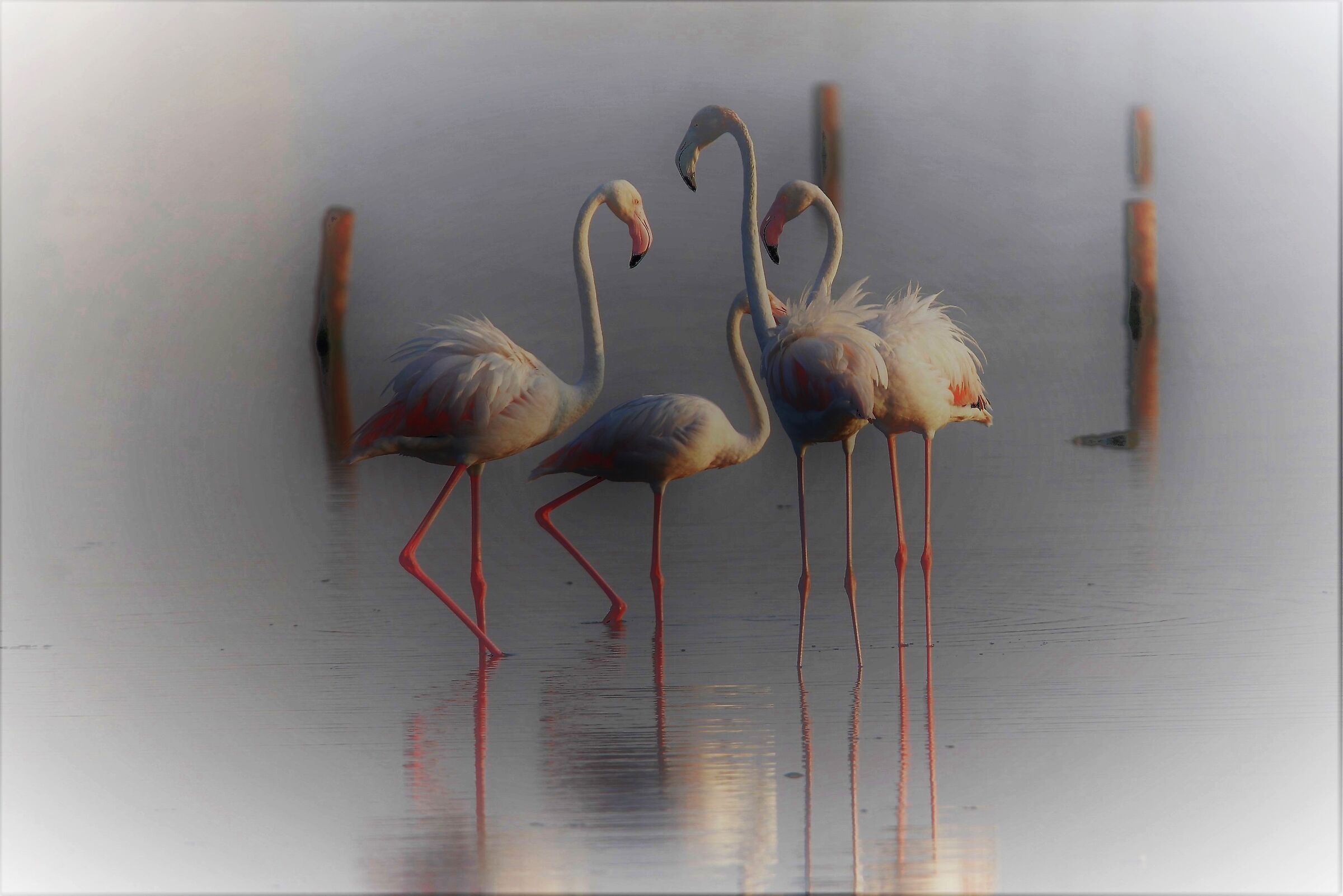 Flamingos in the mist...
