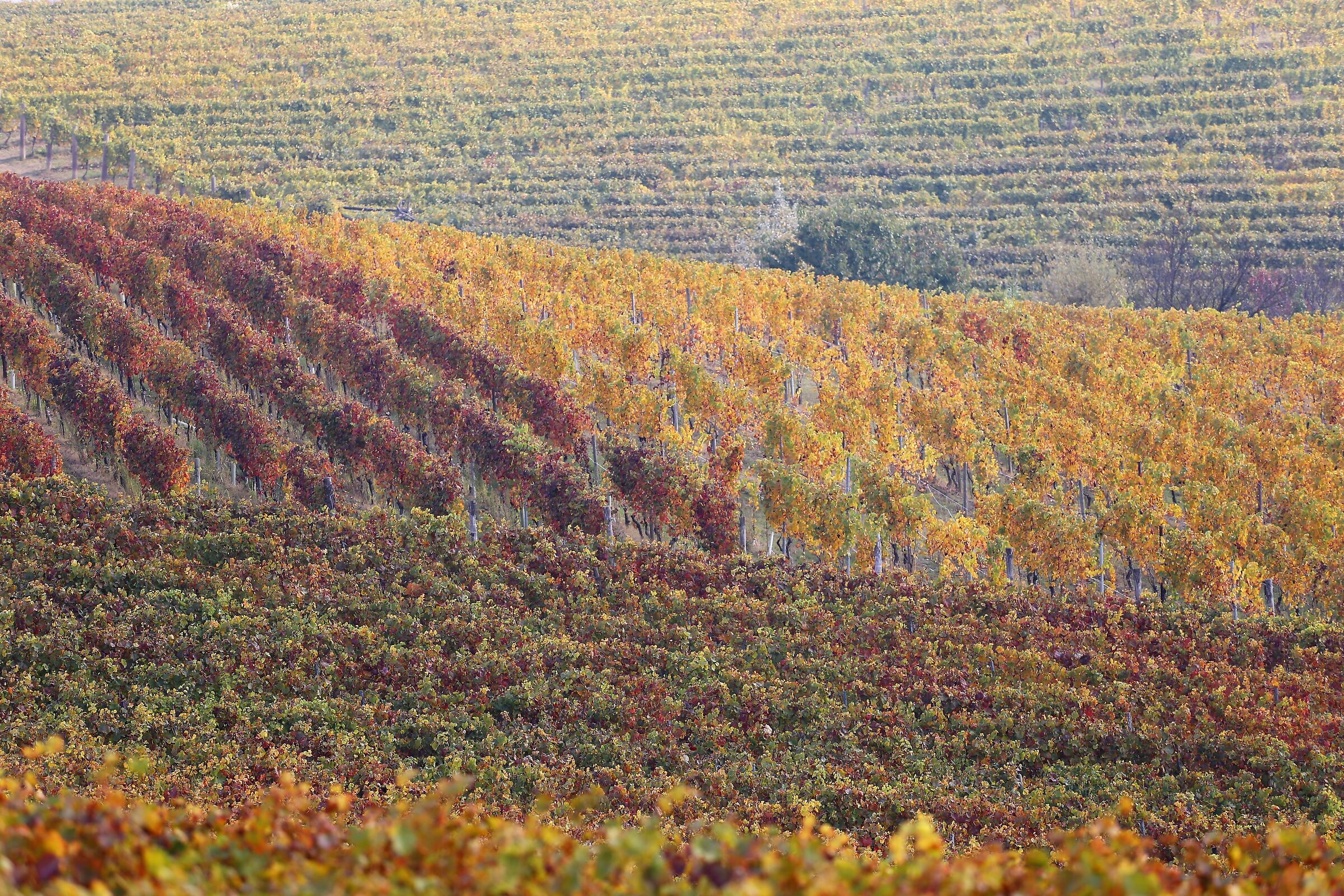 Tavolozza autunnale...
