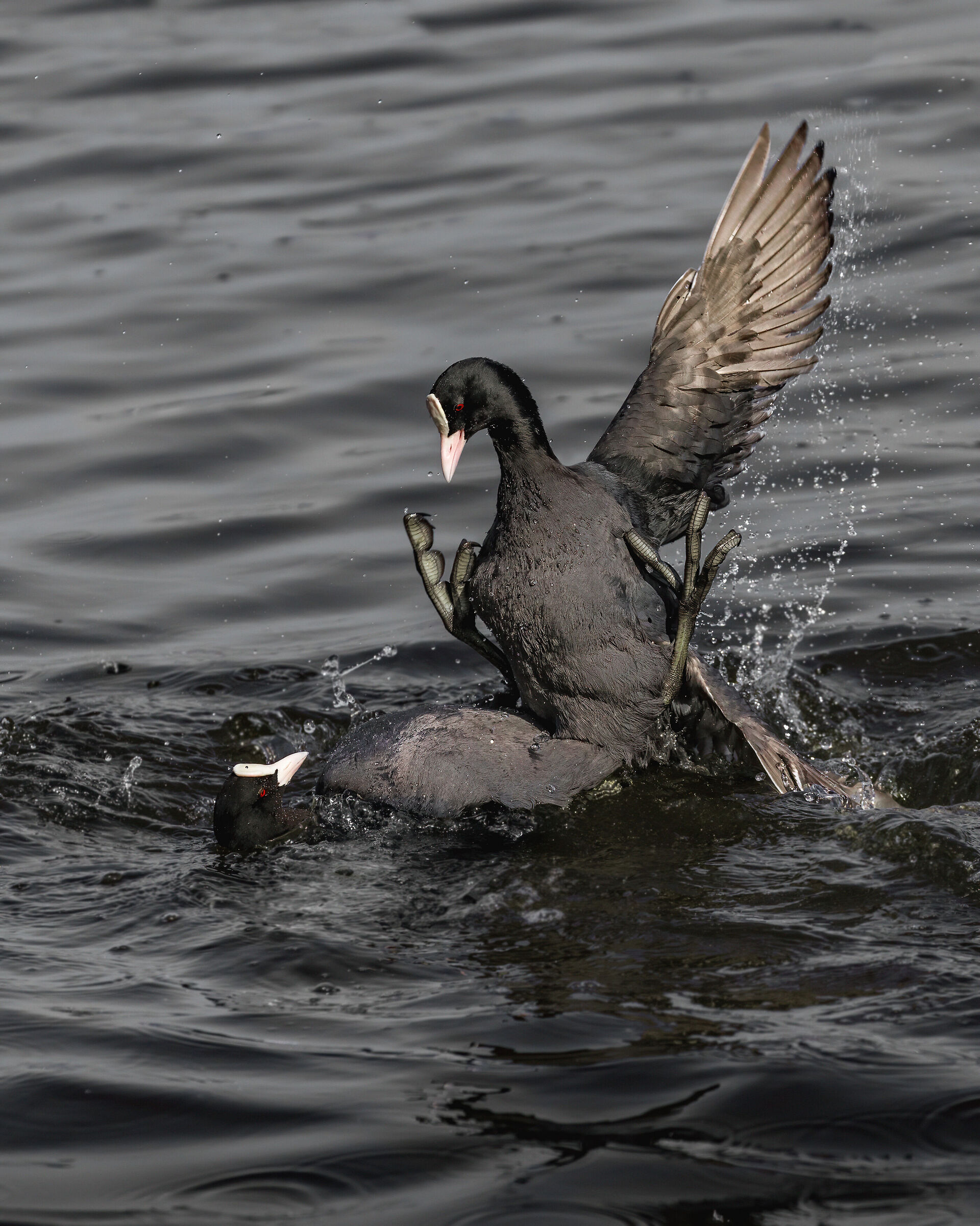 Fight between The Coot...