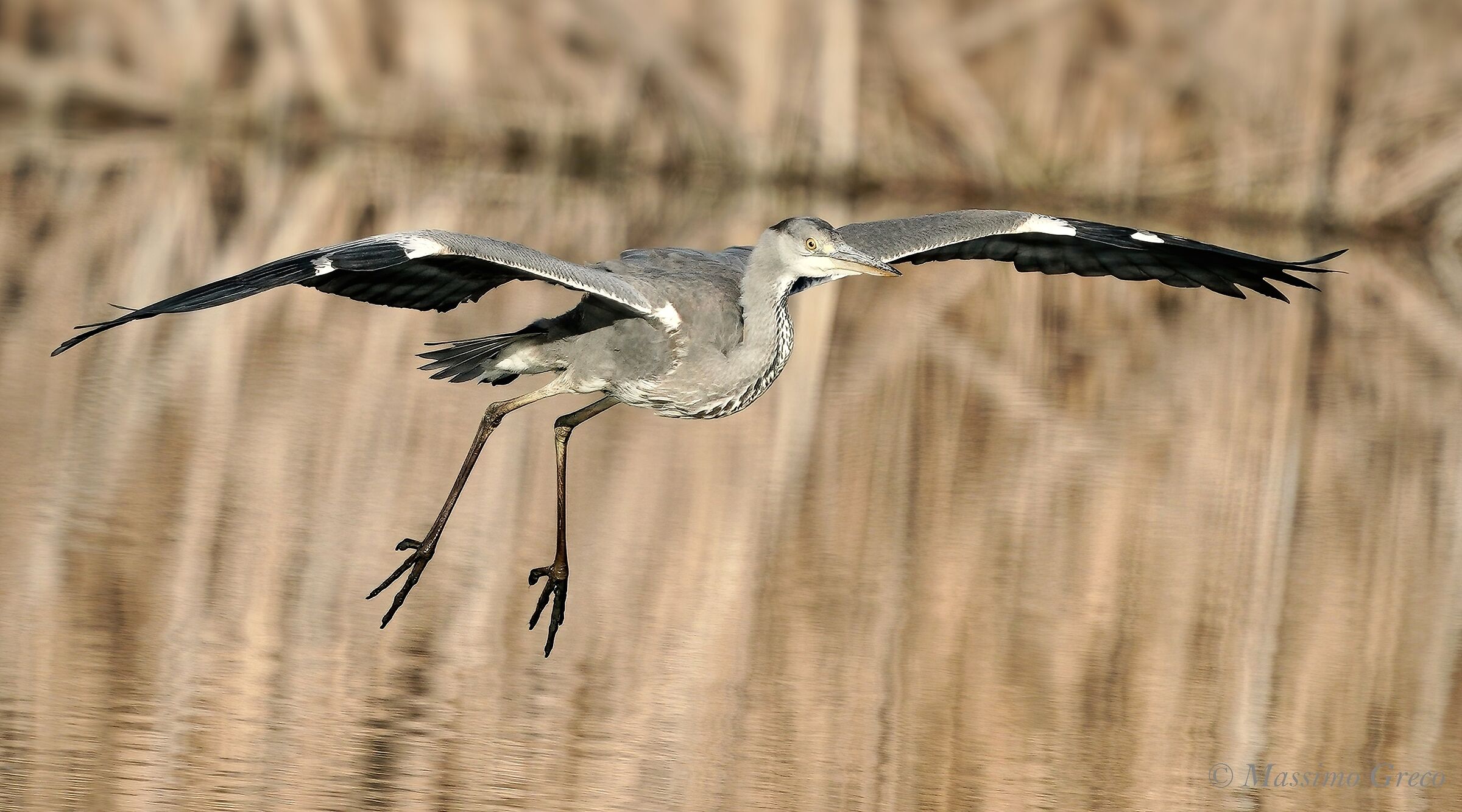 The Glider - Gray Heron...