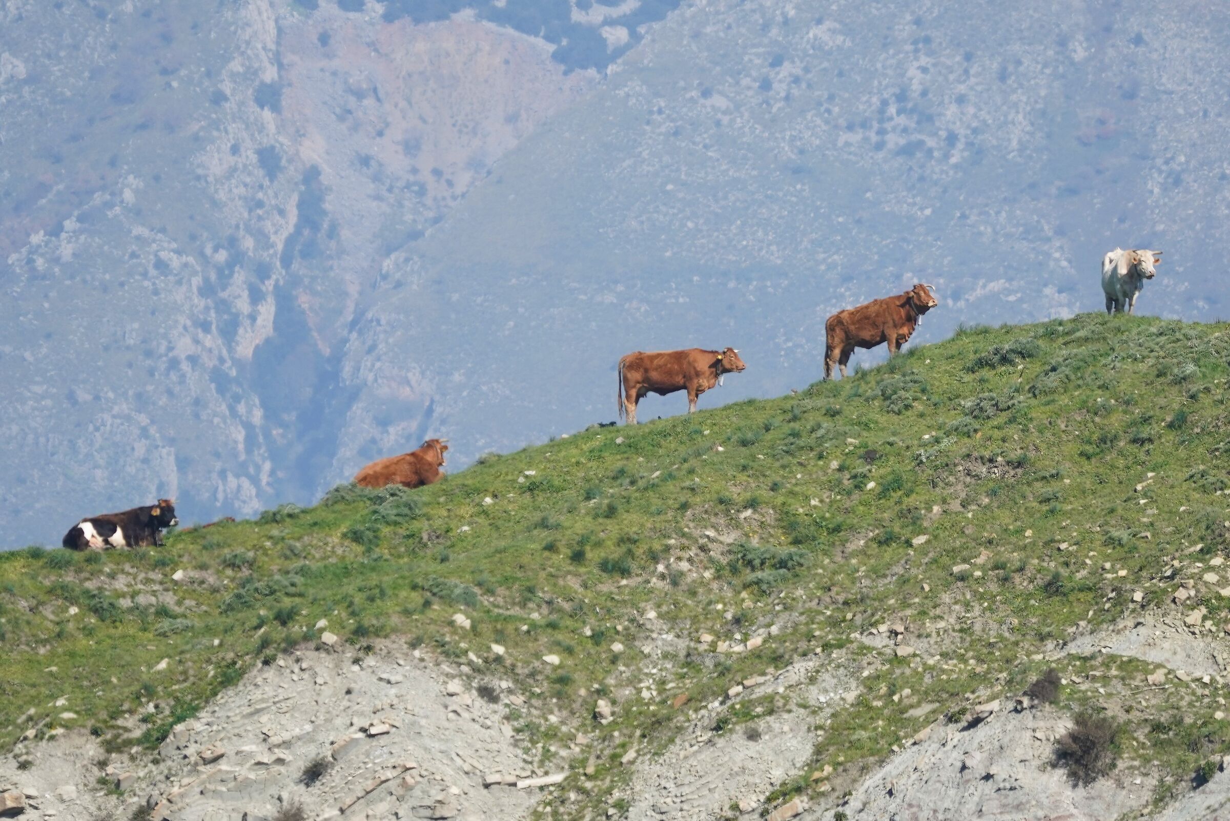 Cows on the ridge...
