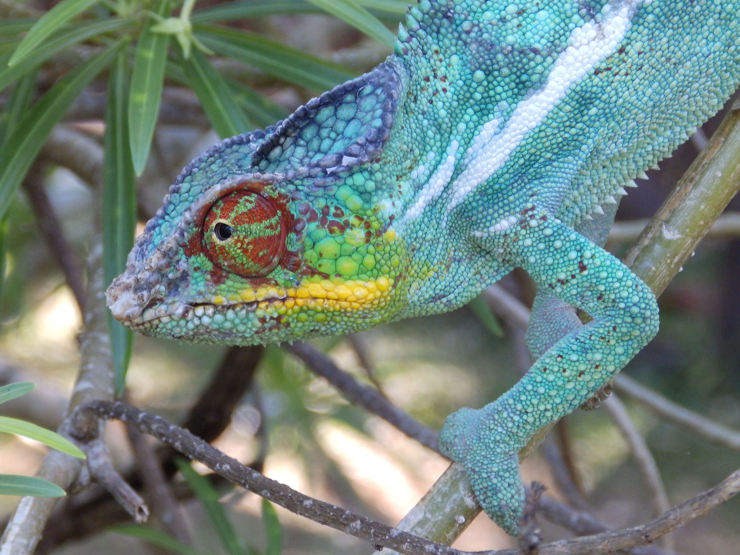 Chameleon in Madagascar...