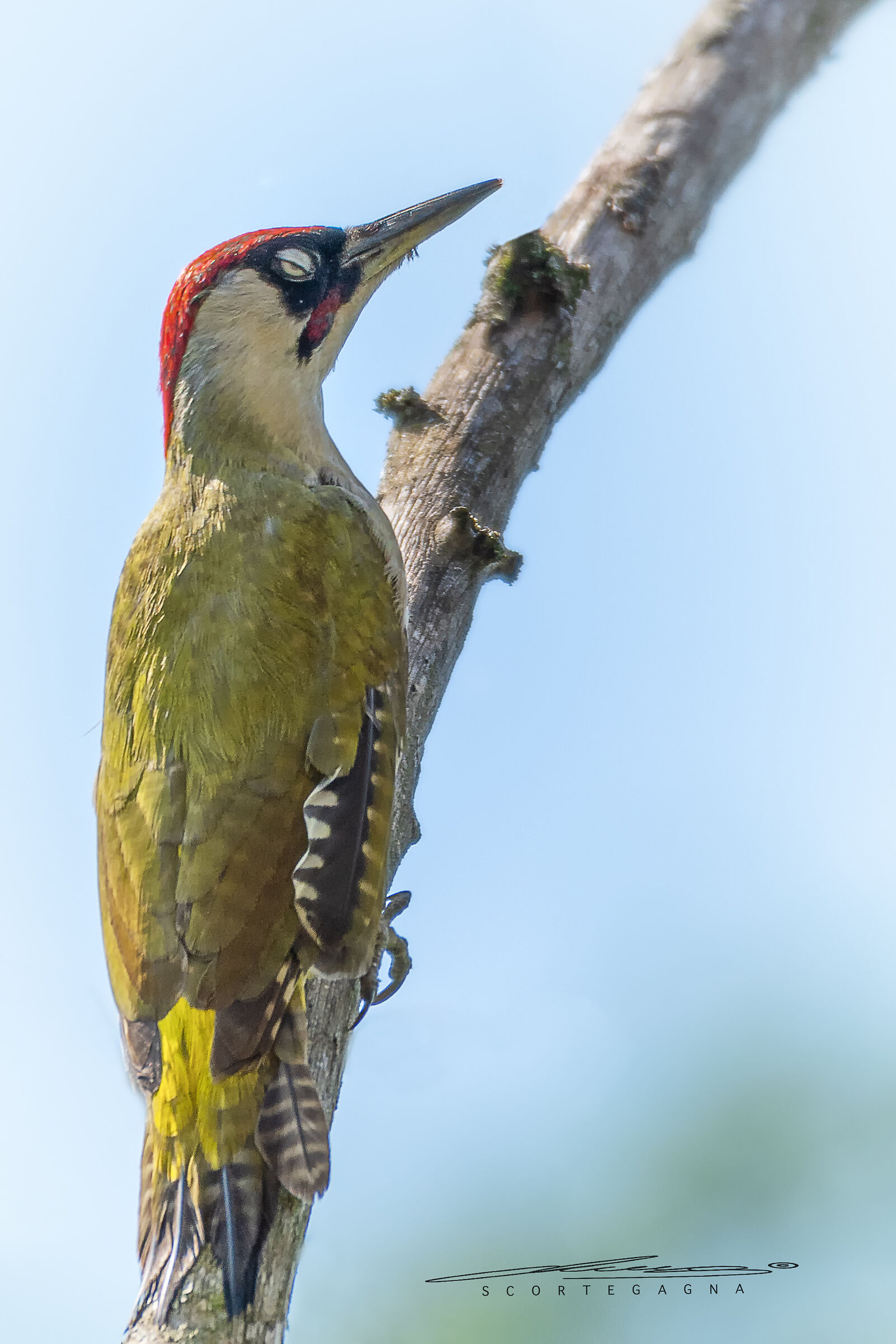 Green Woodpecker at Km 0 behind the house ...