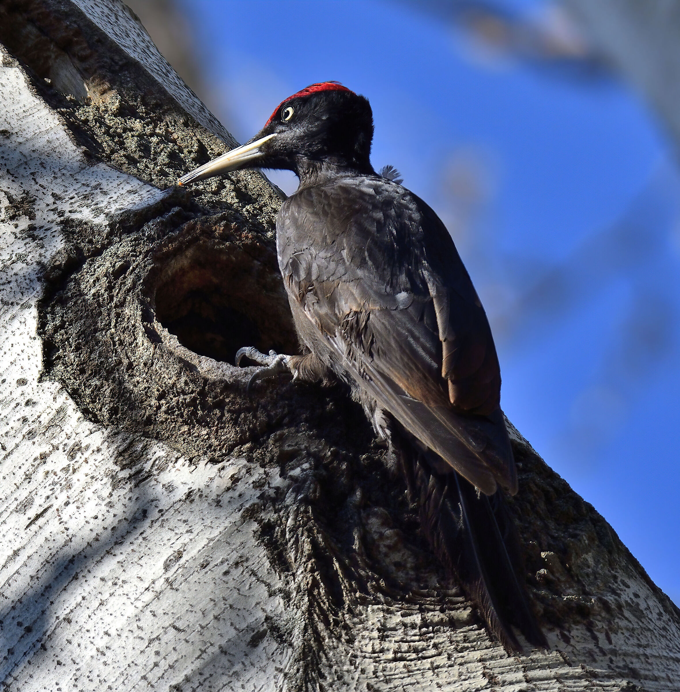Dryocopus martius - (black woodpecker), almost finished work...