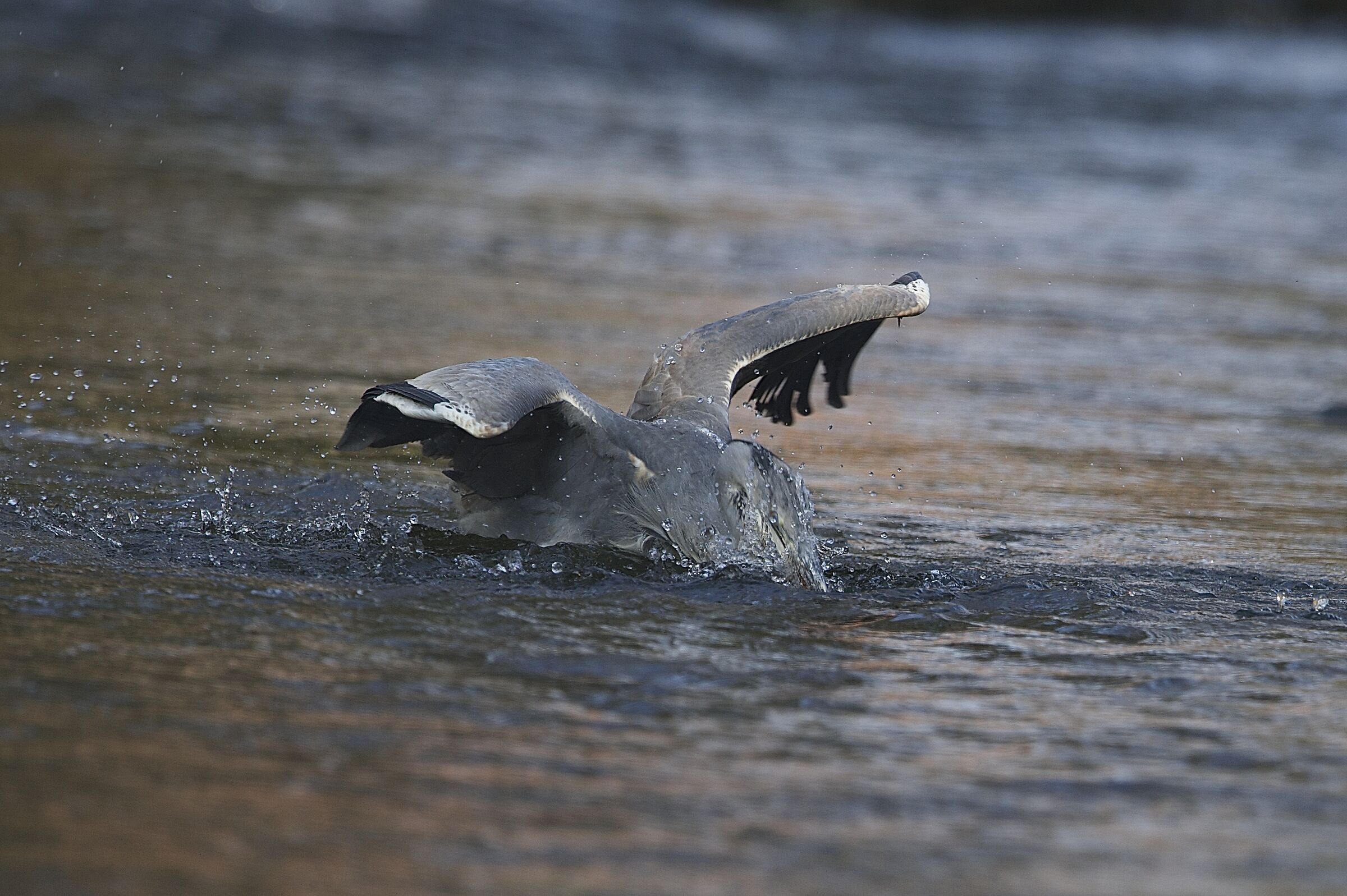 gray heron...