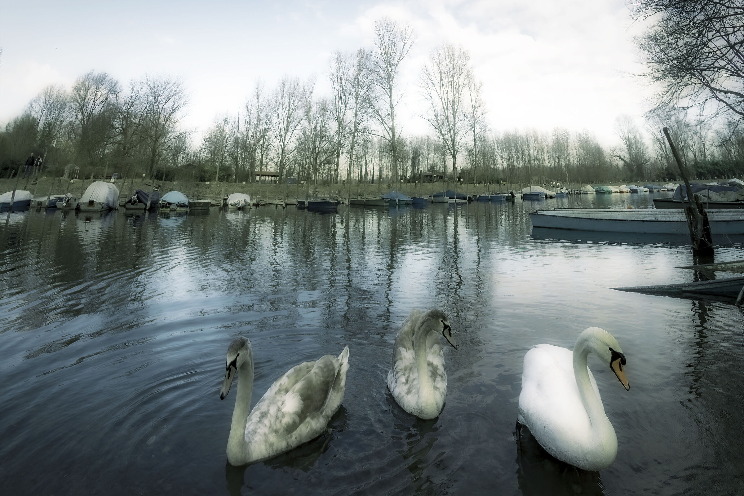 Swan Lake...