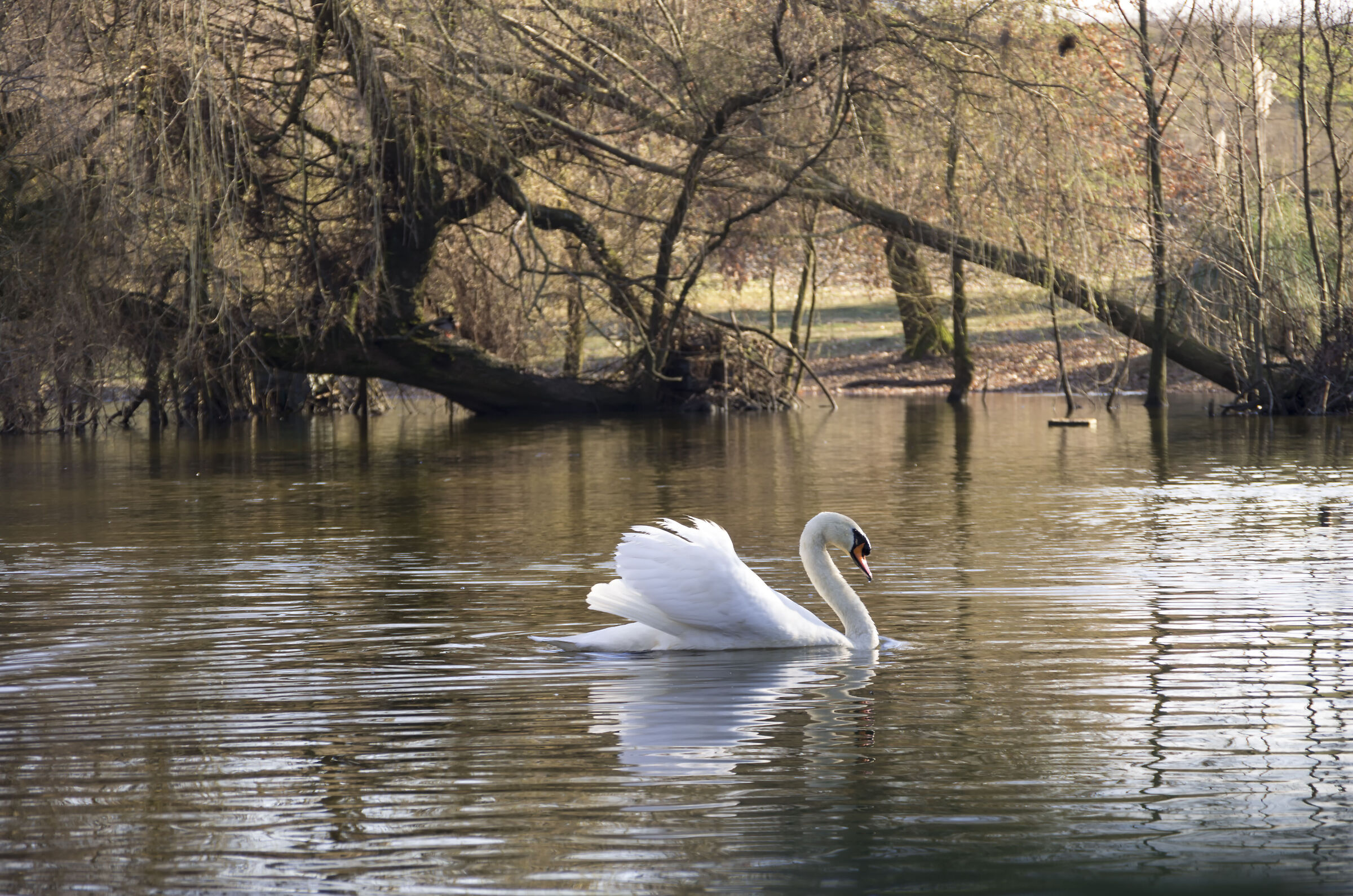 The Solitude of the Swan...