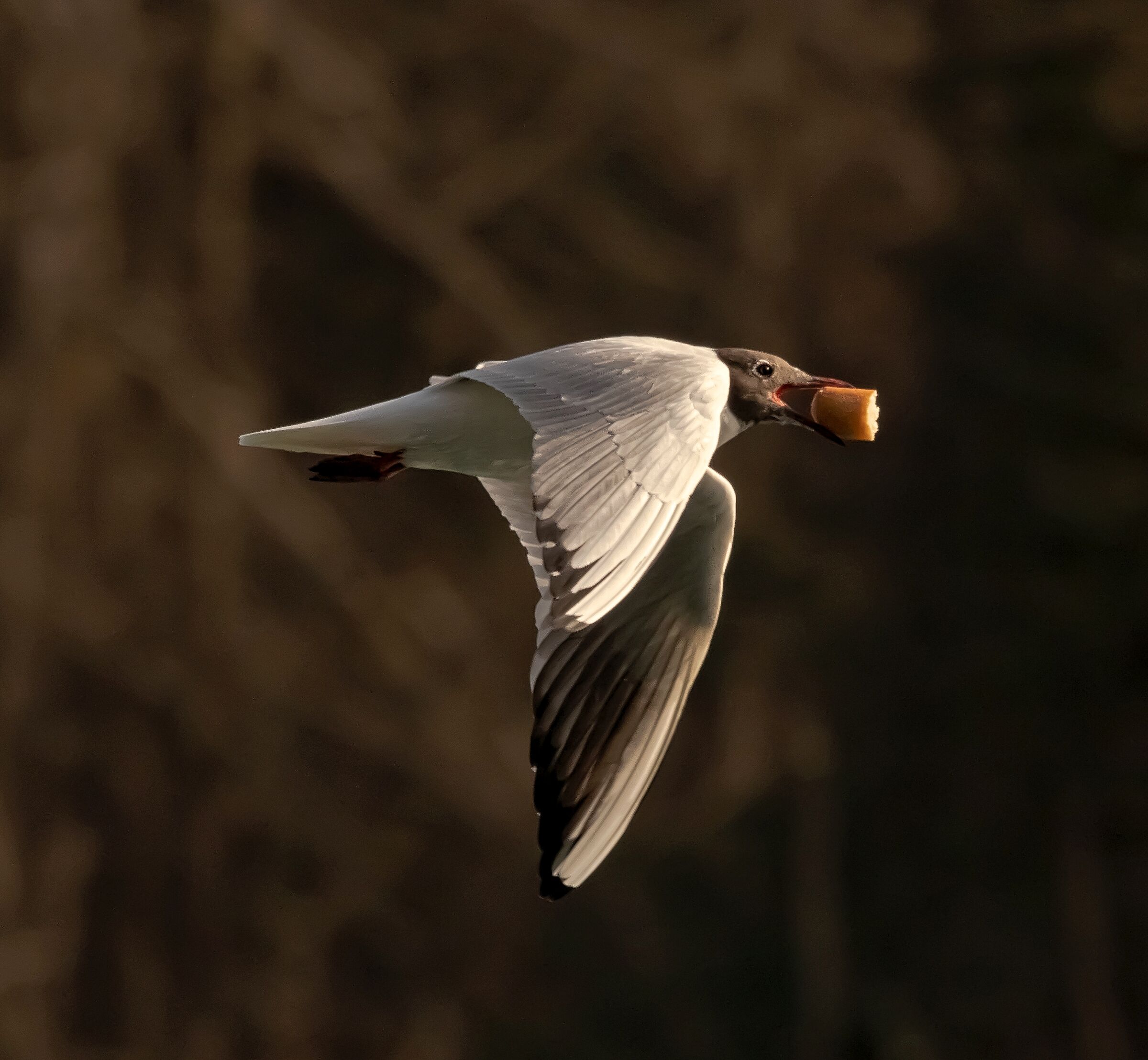 Common seagull with bread in the mouth river Adda 25/02/2021...