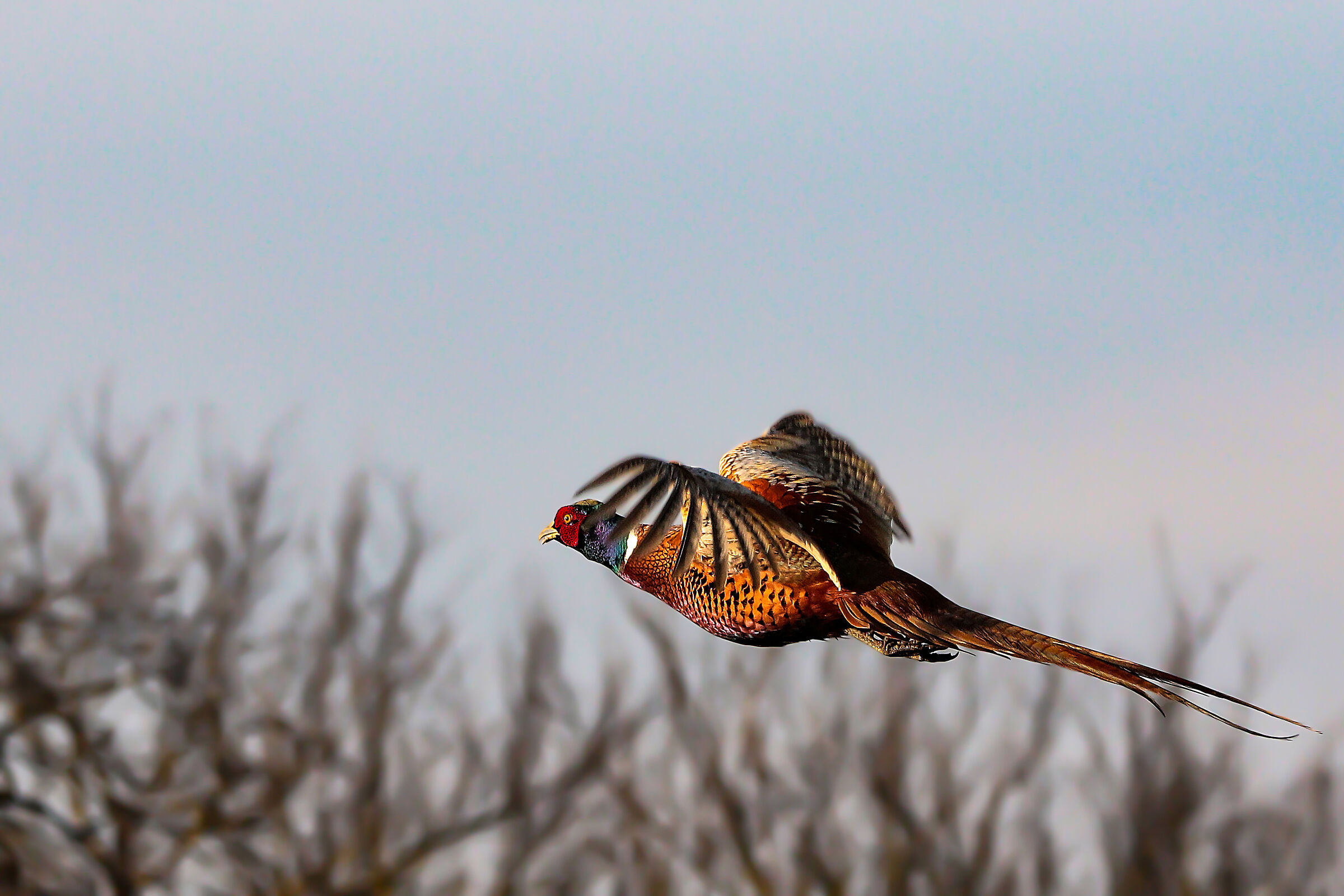 Male pheasant in flight...