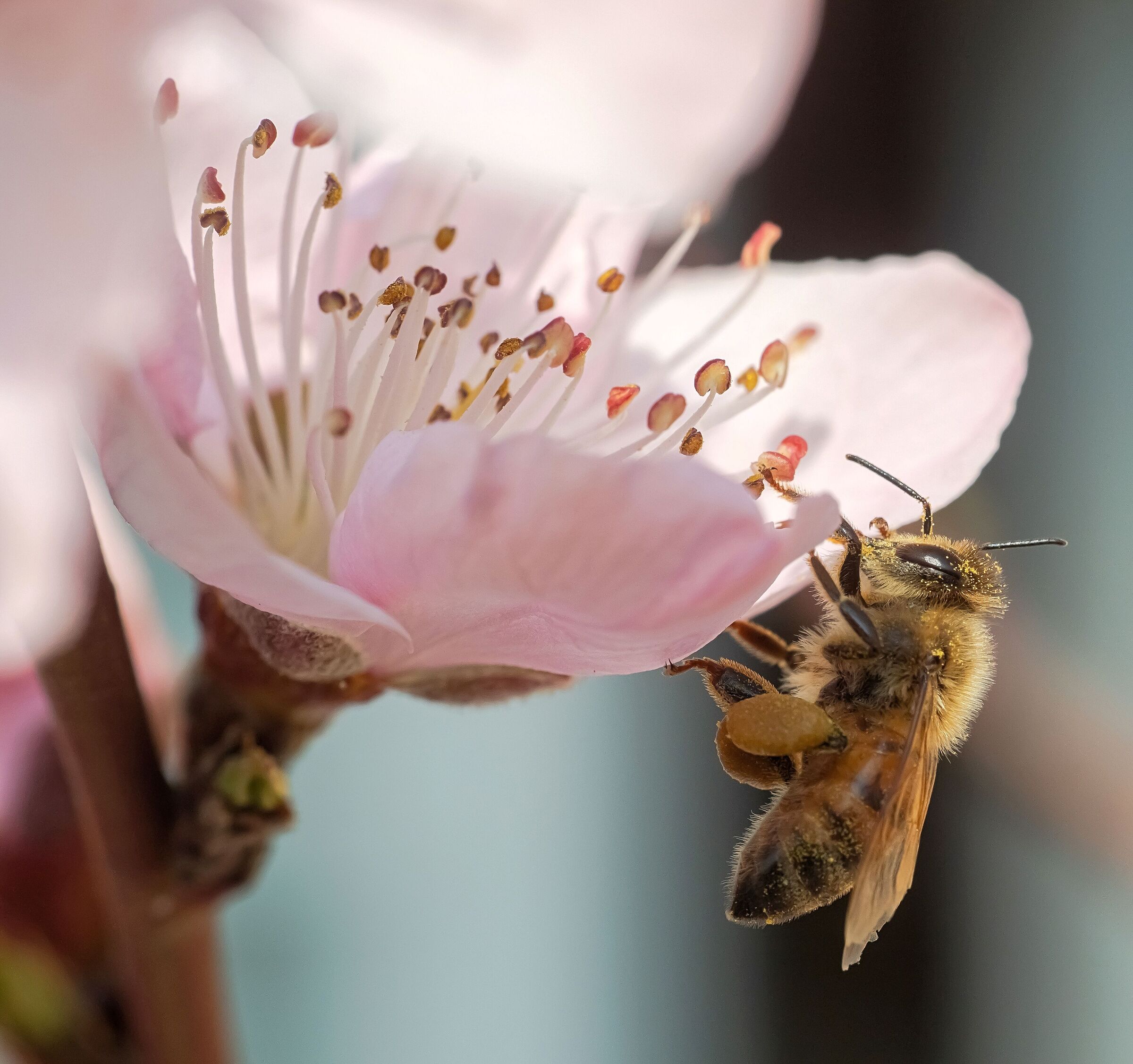 the first useful bee on peach blossom 8/03/2021...