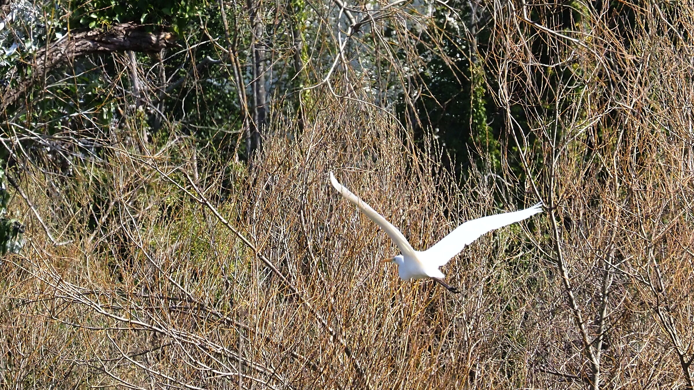 White Heron of Cesano...
