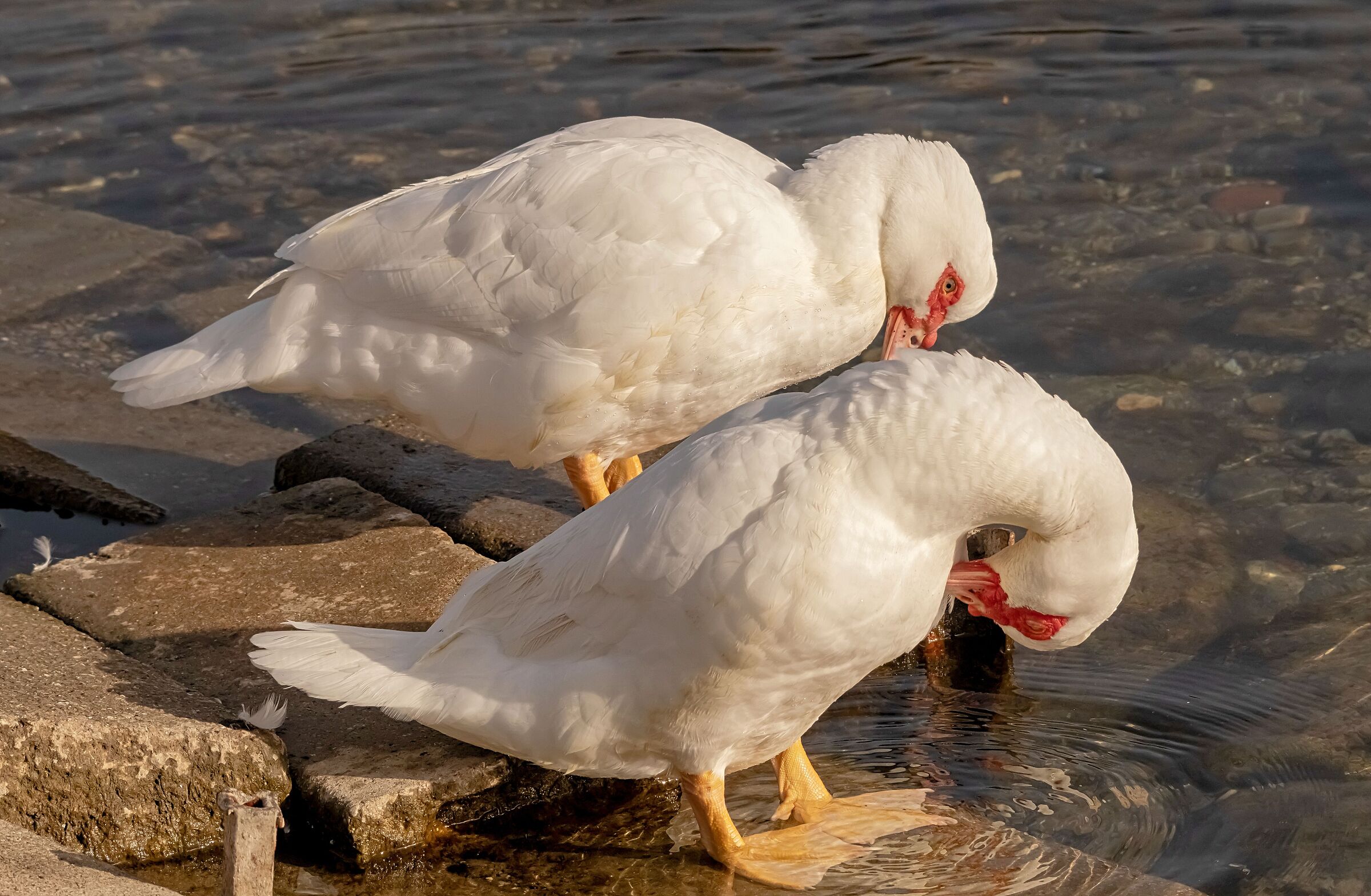 Domestic Mute Ducks by the Adda River 23/02/2021...
