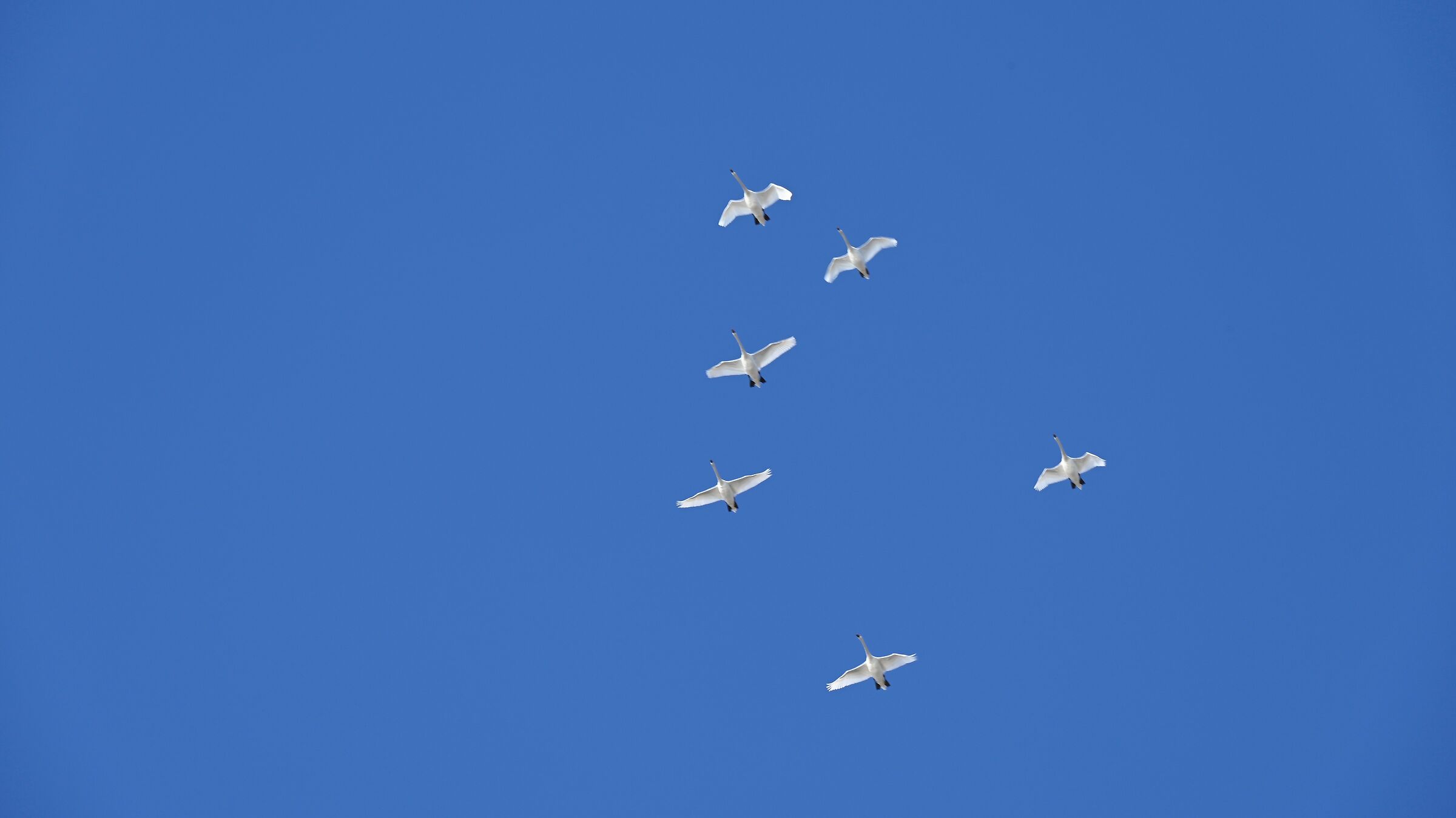 Swans in formation...
