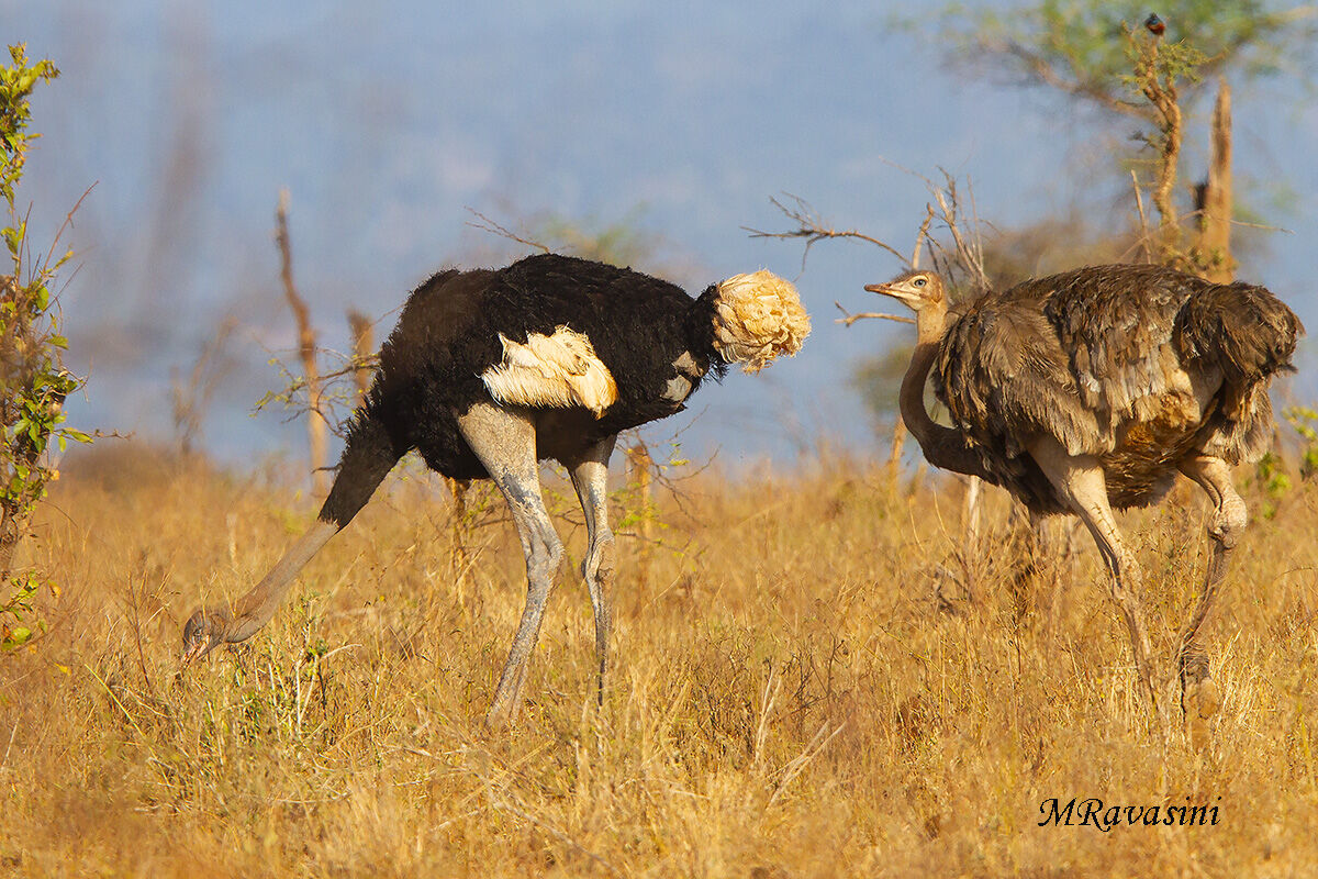 Somali ostrich...