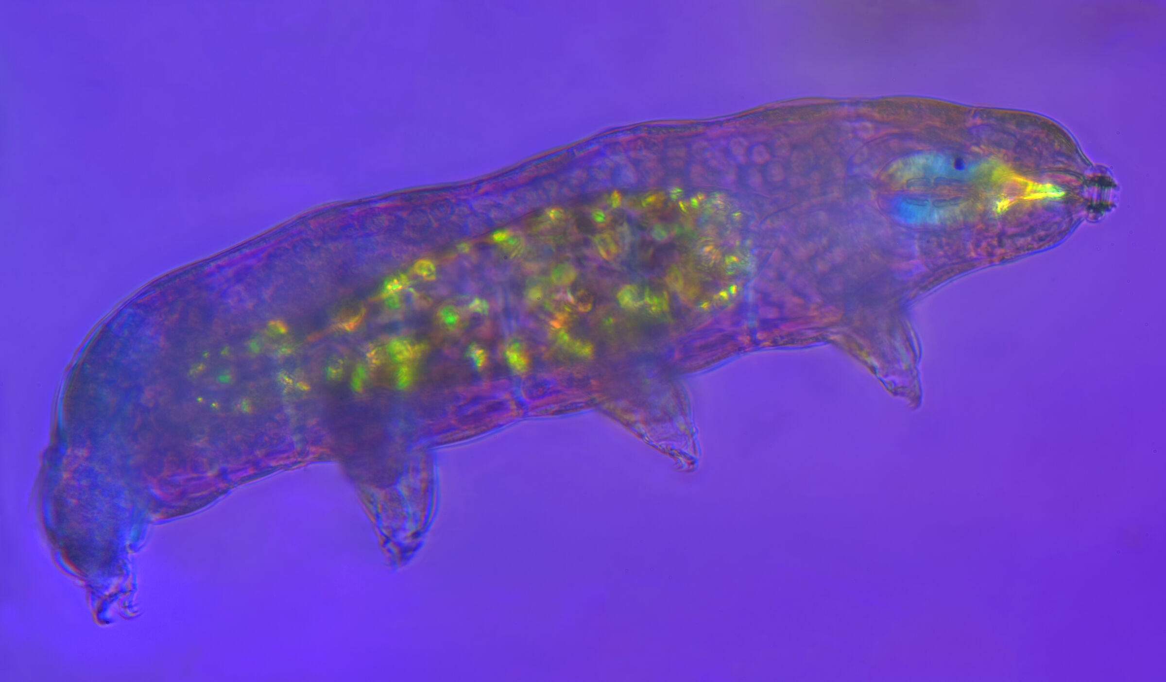 Tardigrade macrobiotidae in polarized light...