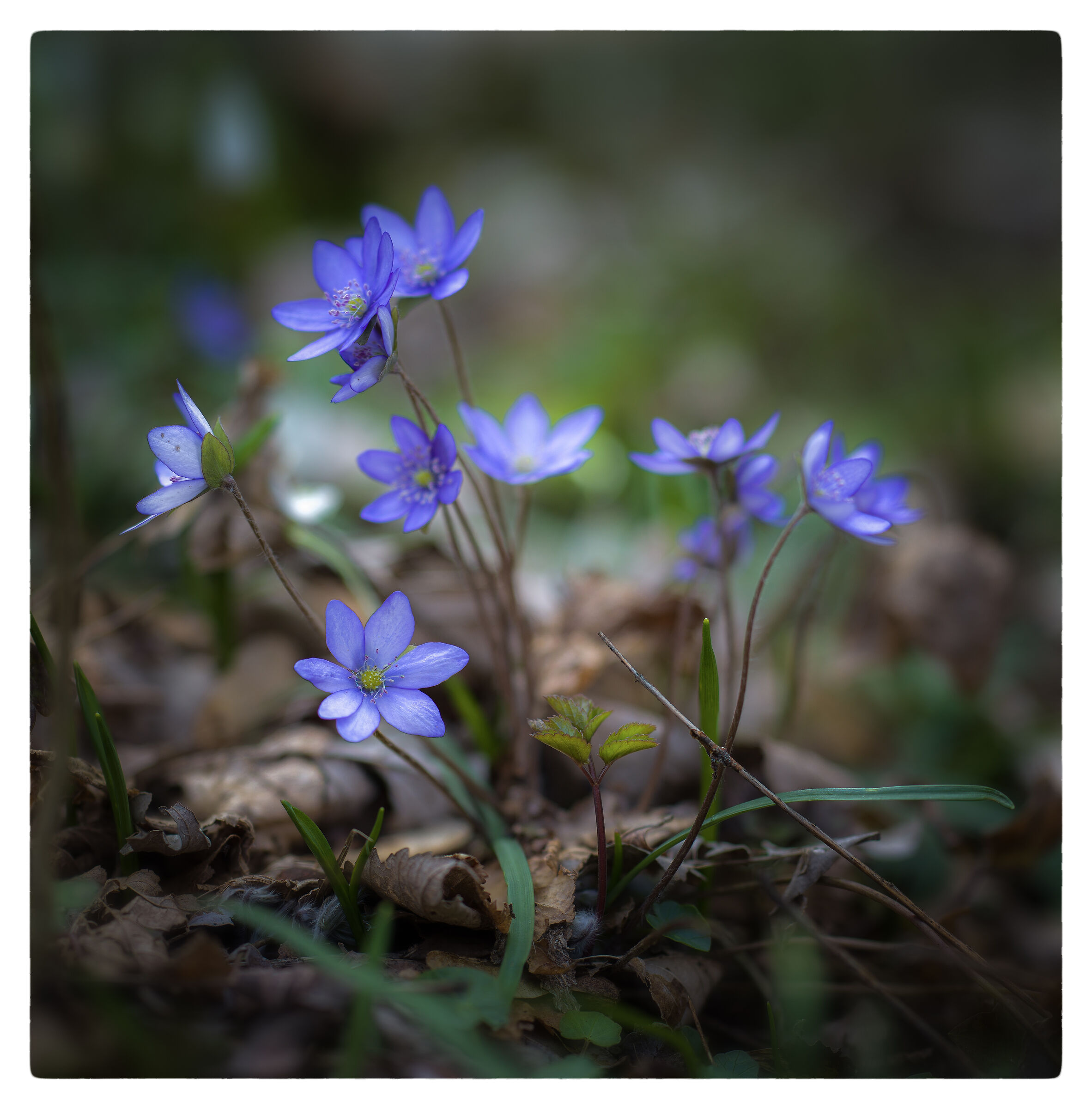 Blue spring flowers...